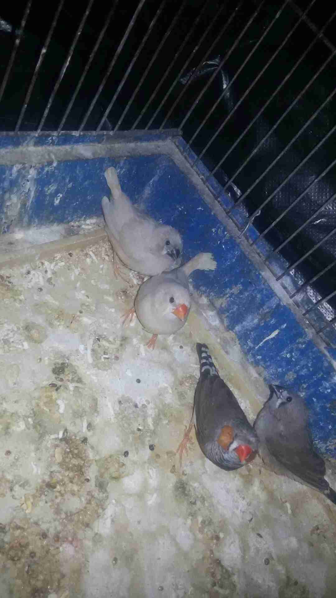 للبيع جوز جنه الفحل مقنبر عادي اطيرا هاف ورانج معهم 4 افراخ في فرخ مقنبر
لا تنسَ أنك شاهدت هذا الإعلان في عنكبوت...
