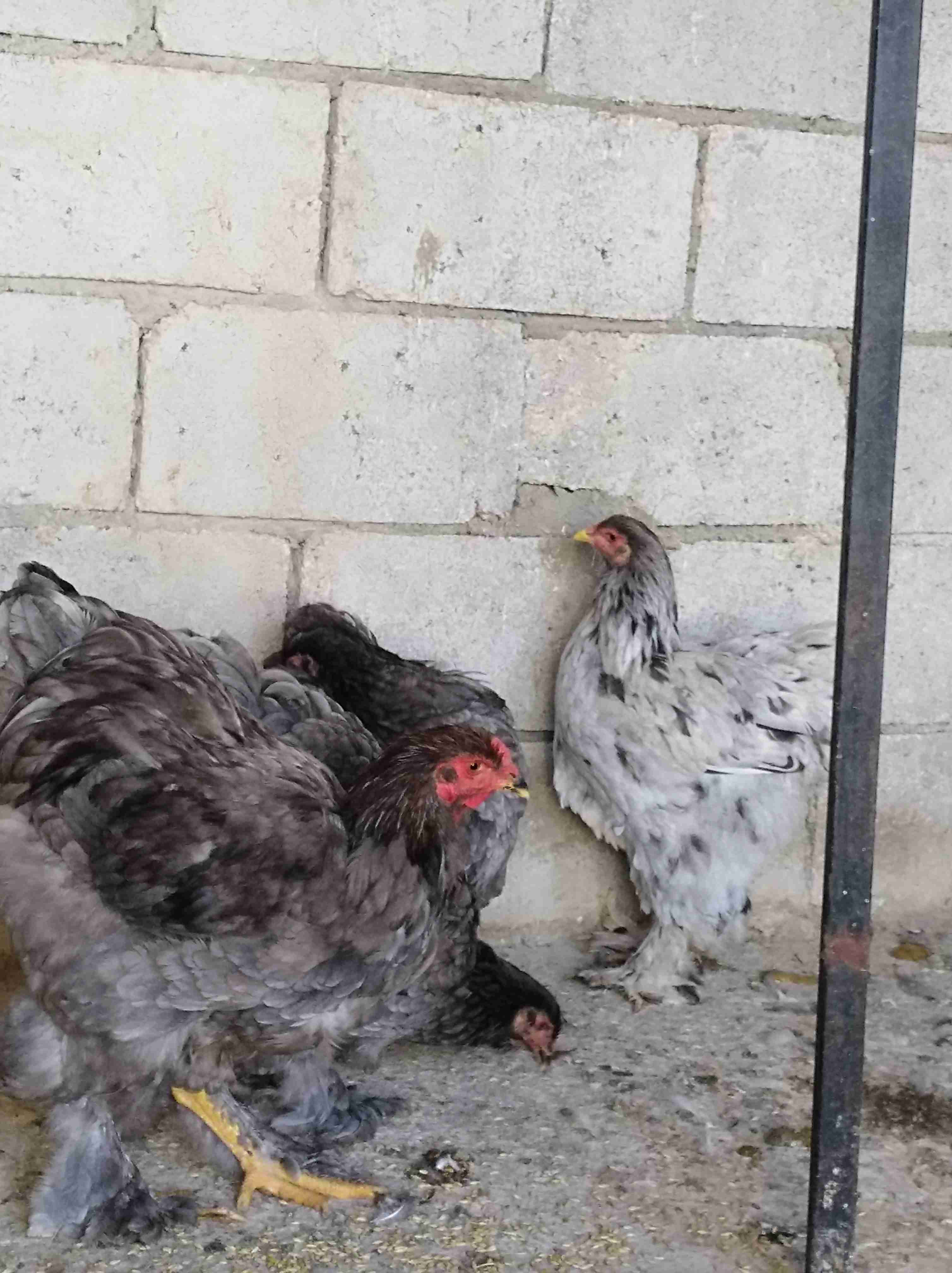 جاج براهمي سوبر جامبو للبيع أو للبدل على جاج بلدي 0772032530
لا تنسَ أنك شاهدت هذا الإعلان في عنكبوت...