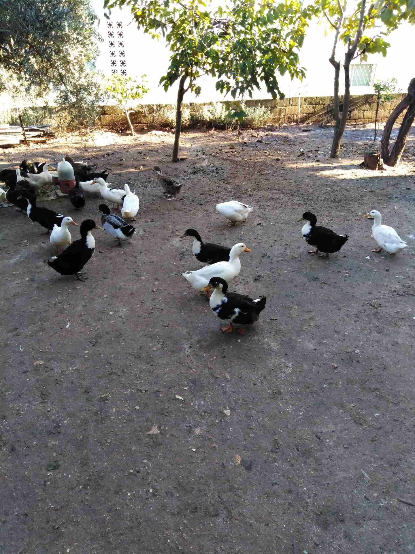 بط بالزوج.. ذكور واناث                                            


	 				لا تنسَ أنك شاهدت هذا الإعلان في عنكبوت            
	 				
                            عمر 4 شهور.. ع وجه وضع بيض.. الزوج...