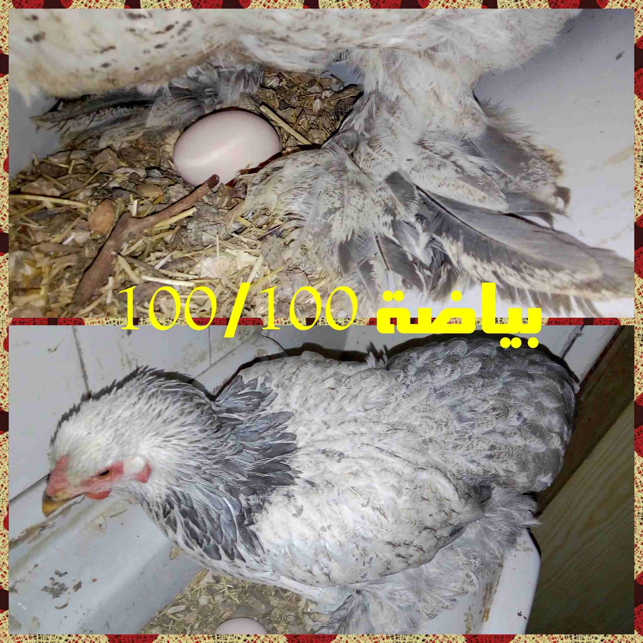 دجاج زينة (براهما) للبيع او للبدل على جوز دجاج زينة
لا تنسَ أنك شاهدت هذا الإعلان في عنكبوت
يوجد...