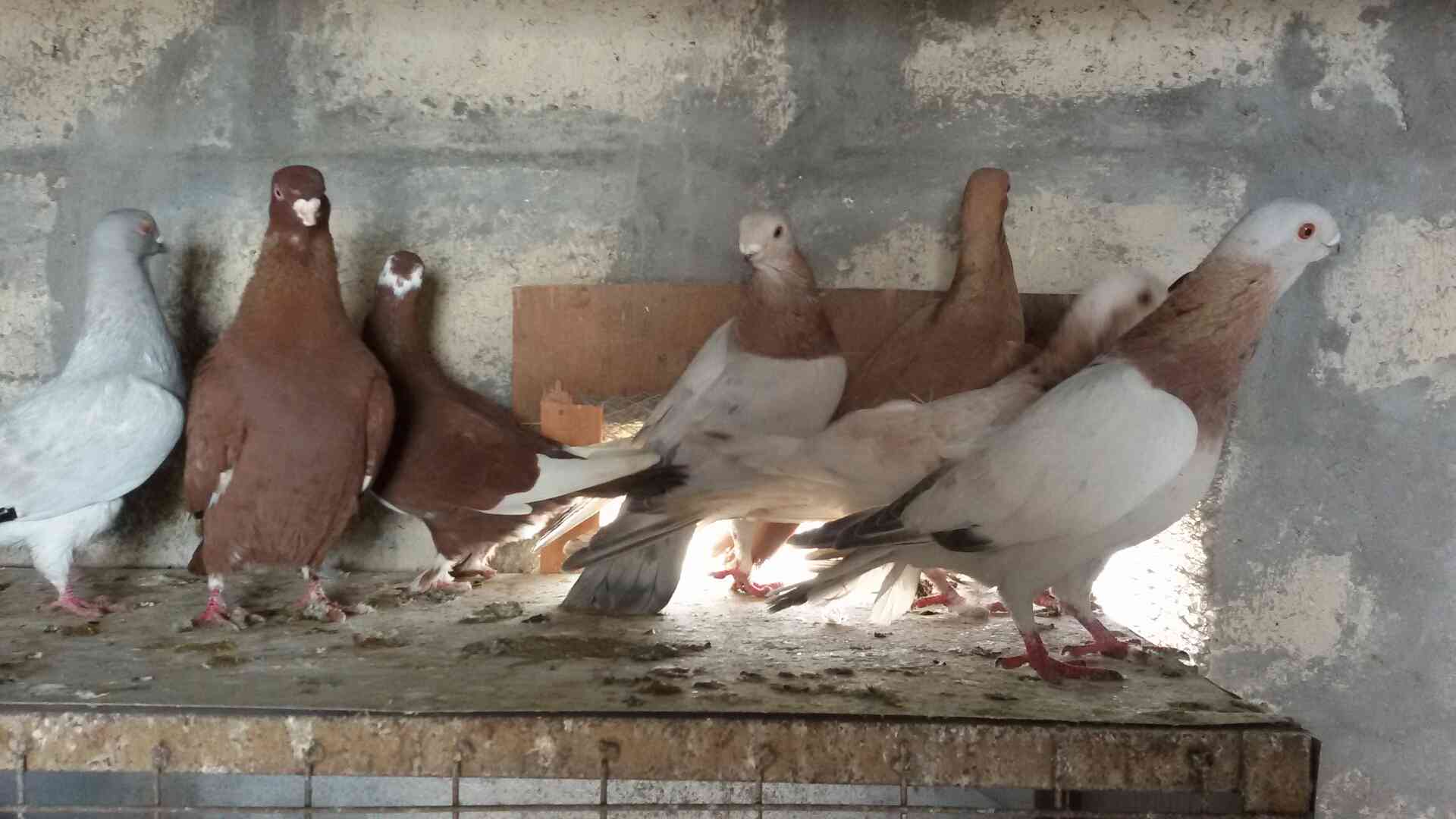 حمام للبيع
لا تنسَ أنك شاهدت هذا الإعلان في عنكبوت
للبيع 47 طير مشكله فيها اجواز وكش البيع كو...