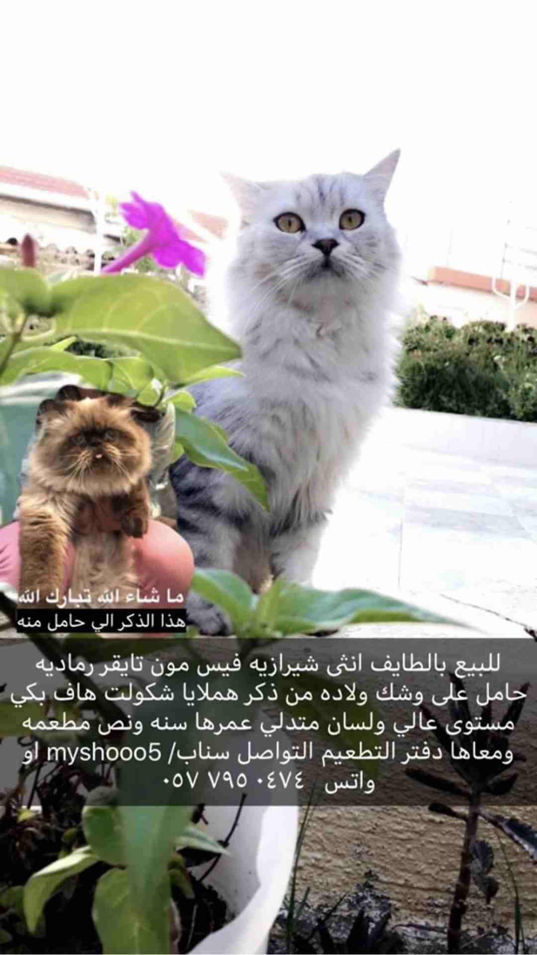 قطط مستويات عاليه وجميله و وحده حامل للبيع                                            


	 				لا تنسَ أنك شاهدت هذا الإعلان في عنكبوت            
	 				
                            التفاصيل بالصو...