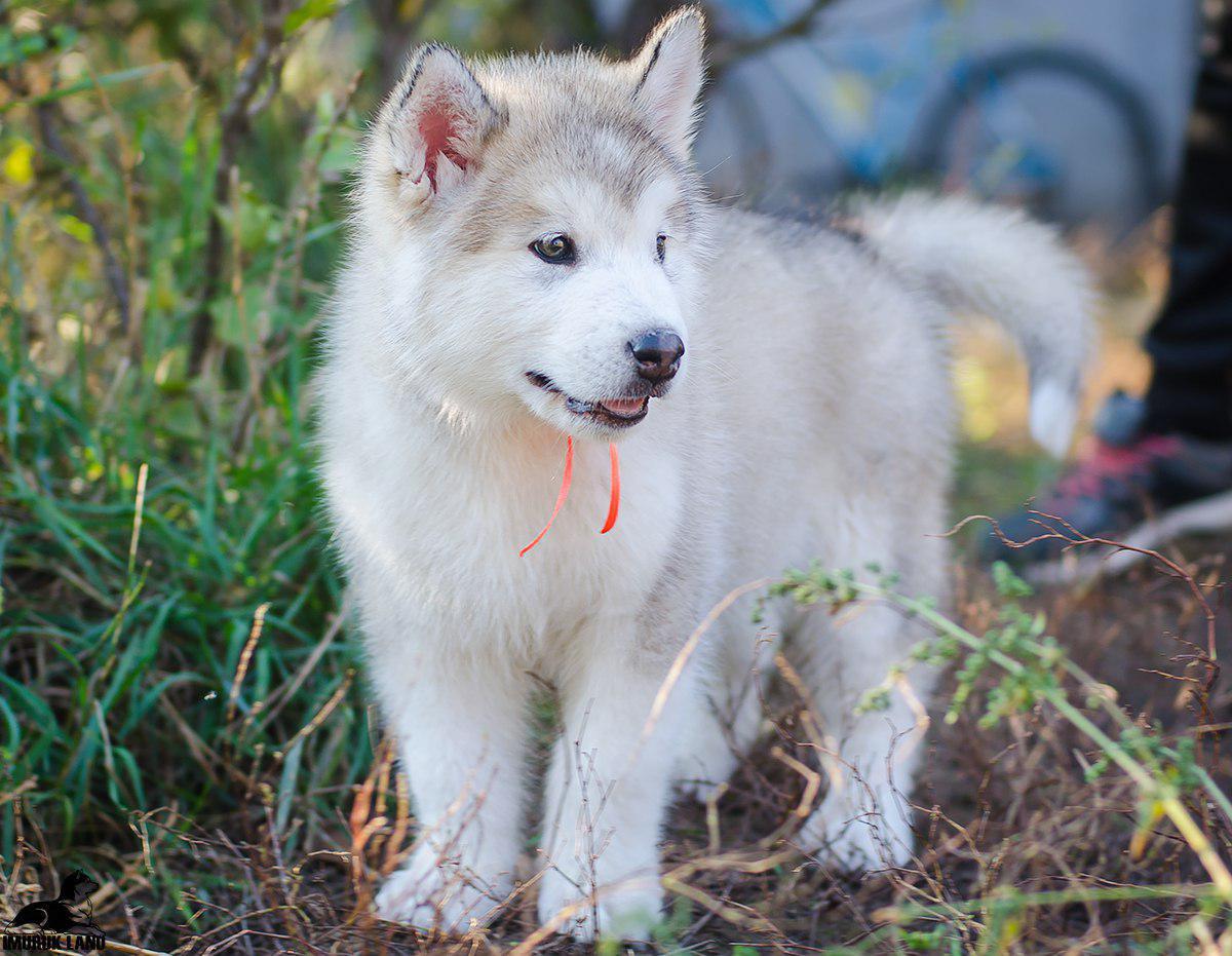 For Sale
Super jumpo ( AIaskan malamute )                                            


	 				لا تنسَ أنك شاهدت هذا الإعلان في عنكبوت            
	 				
                                For Sale......