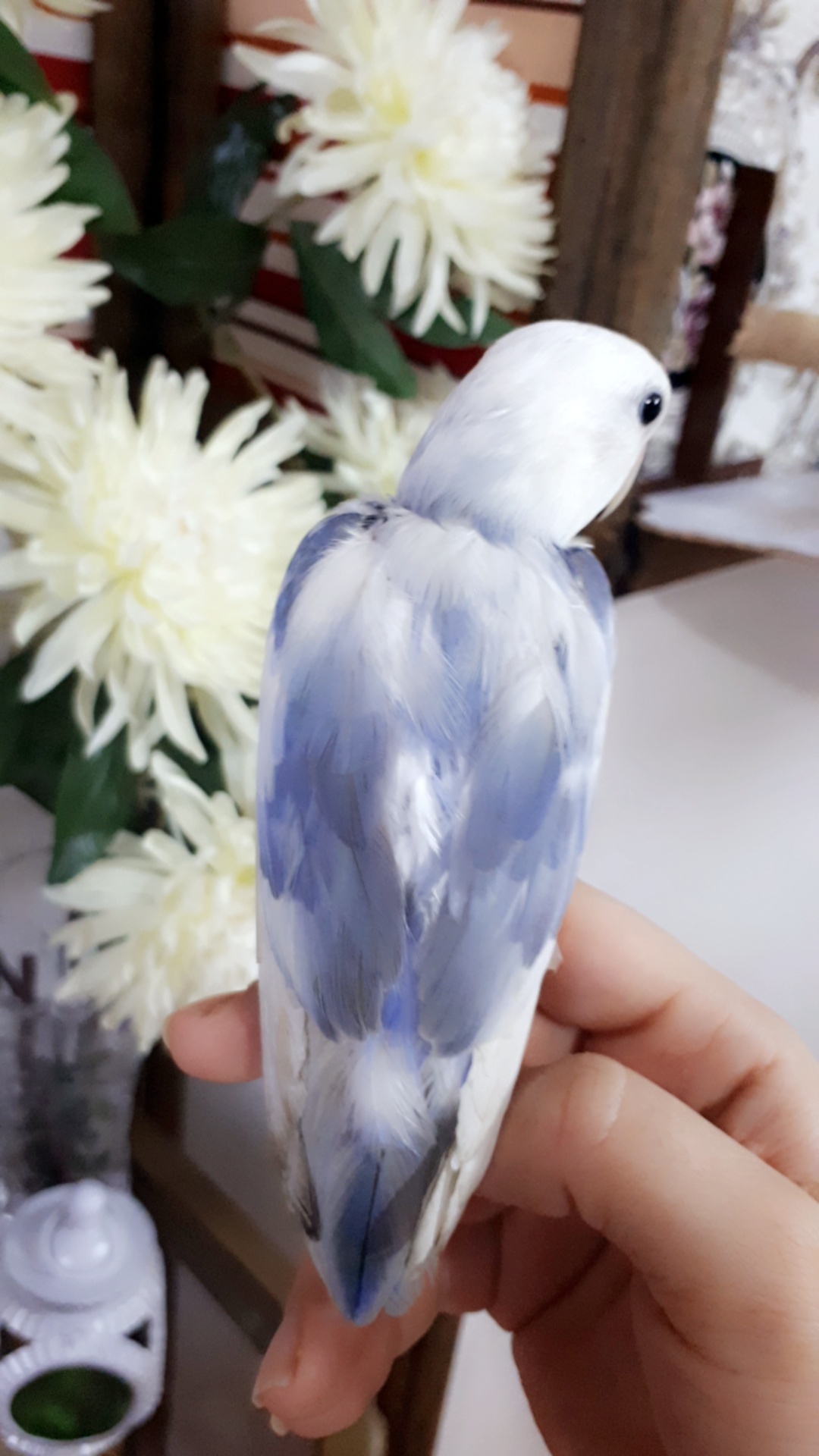 ببغاء روز وليف جداجدا مايعض ابدابدا للبيع
لا تنسَ أنك شاهدت هذا الإعلان في عنكبوت
أقدم لكم بب...