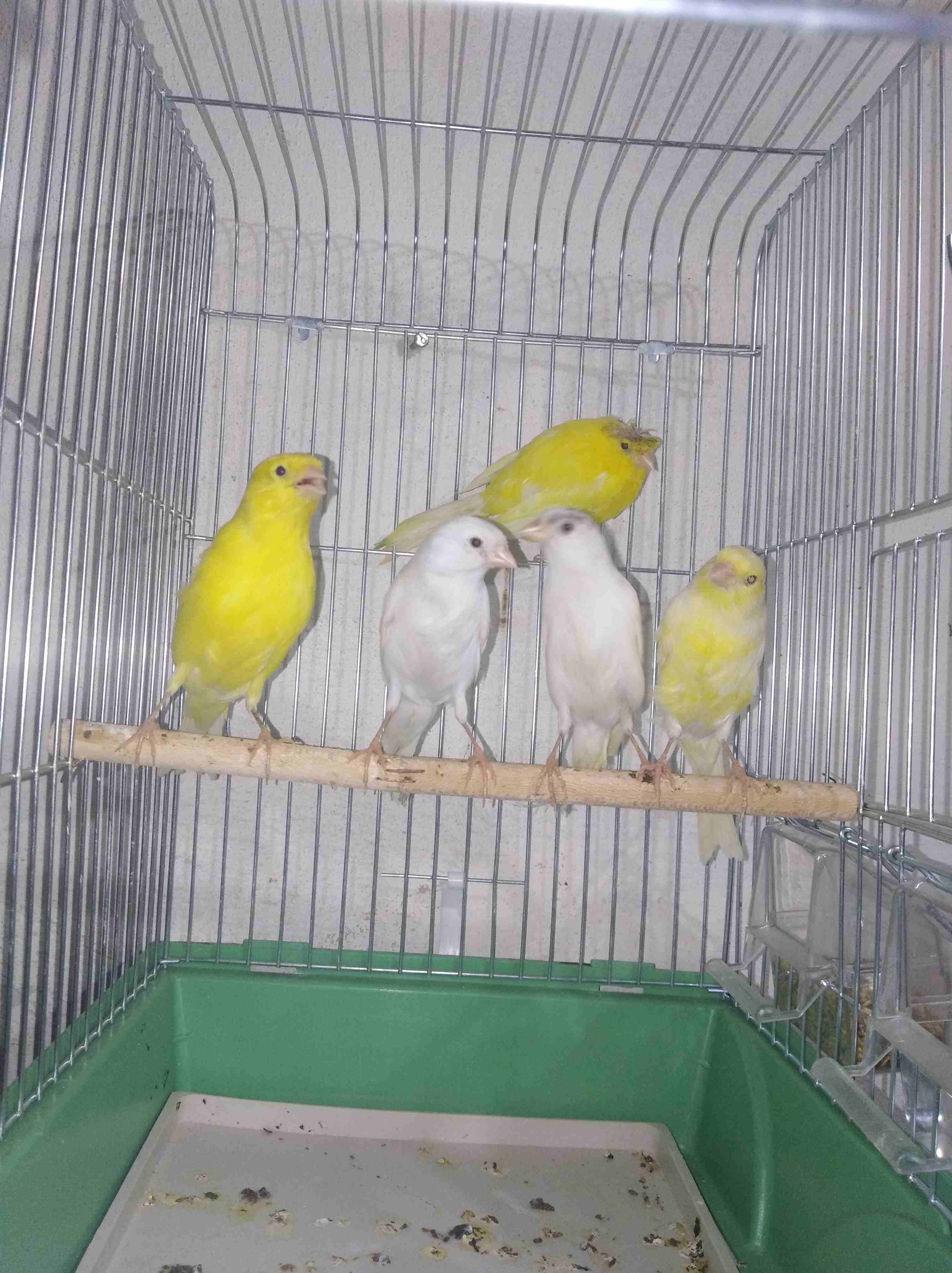 5 طوير كنارات 2 بيض و3 ليمونيات طوير مااااادات للبيع                                            


	 				لا تنسَ أنك شاهدت هذا الإعلان في عنكبوت            
	 				
                            بسم...