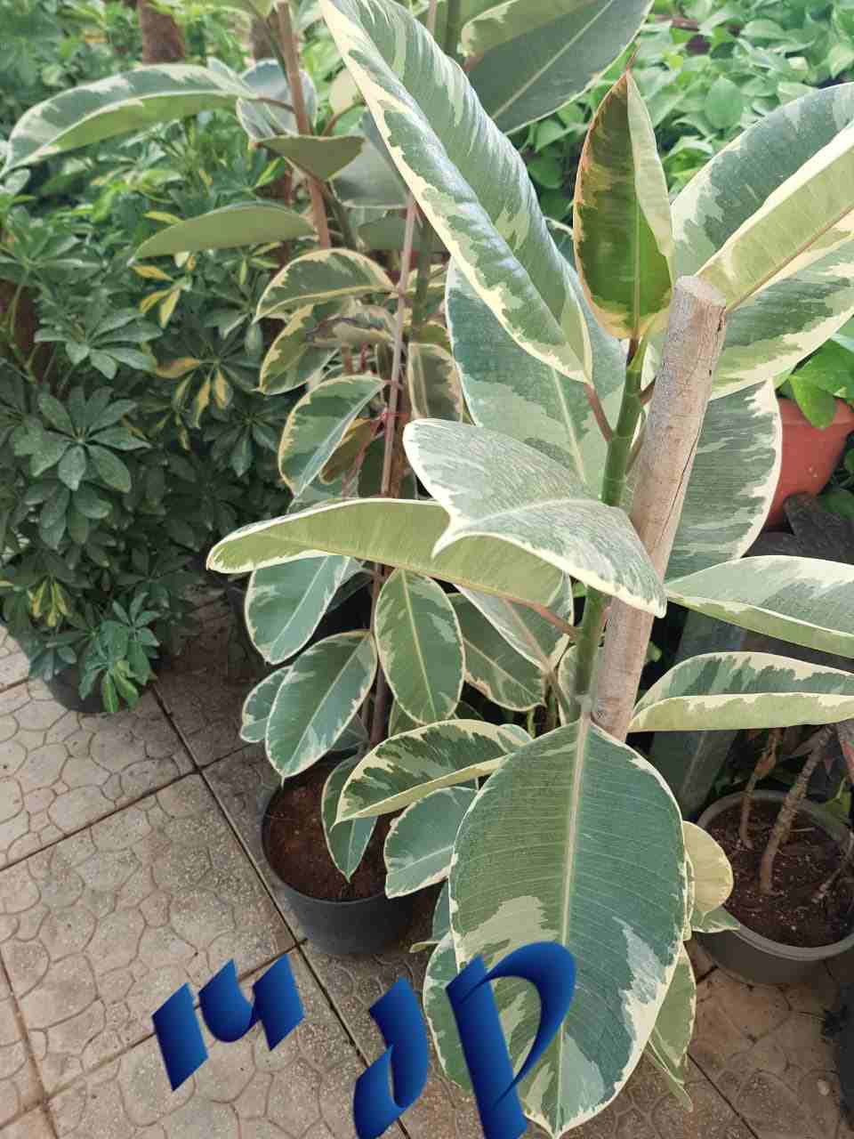 نباتات داخلي وخارجي
لا تنسَ أنك شاهدت هذا الإعلان في عنكبوت
الاسعار ع الصور والطلب ع الخاص او ارس...