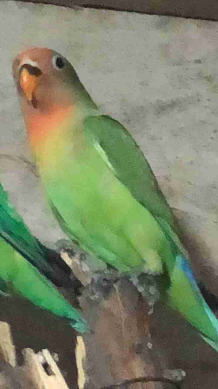 روز مهجن                                            


	 				لا تنسَ أنك شاهدت هذا الإعلان في عنكبوت            
	 				
                                للبيع روز مهجن غير اليف معه قفص فقط حدي 200و...