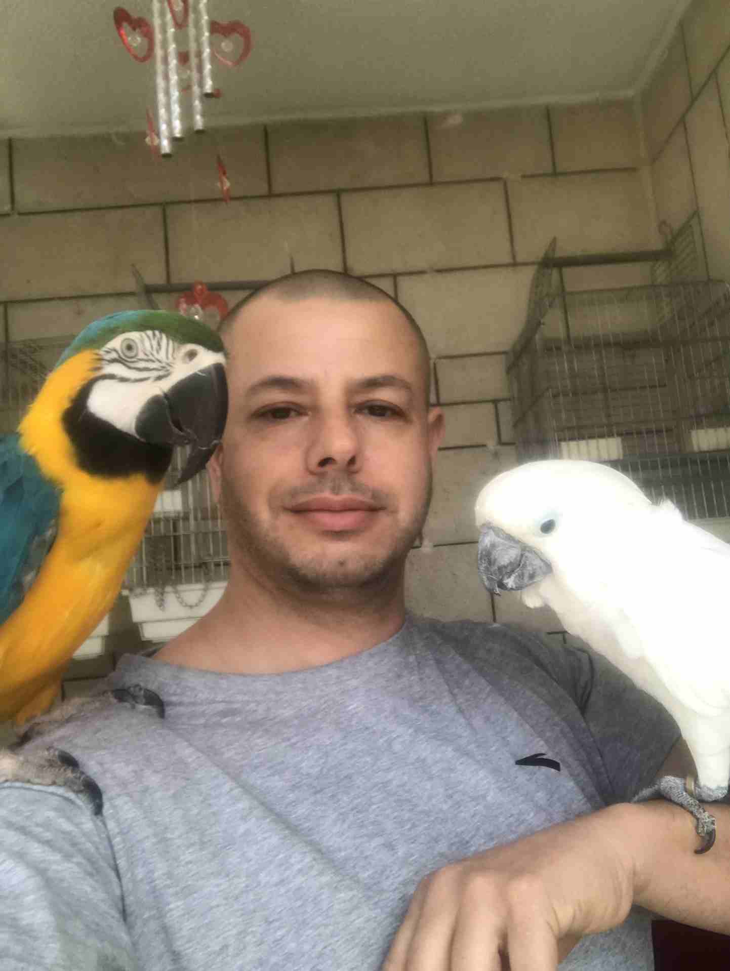 خبير طيور المعاكيف ابو ايهم
لا تنسَ أنك شاهدت هذا الإعلان في عنكبوت
بيع شراء تبديل ترويض علاج ق...