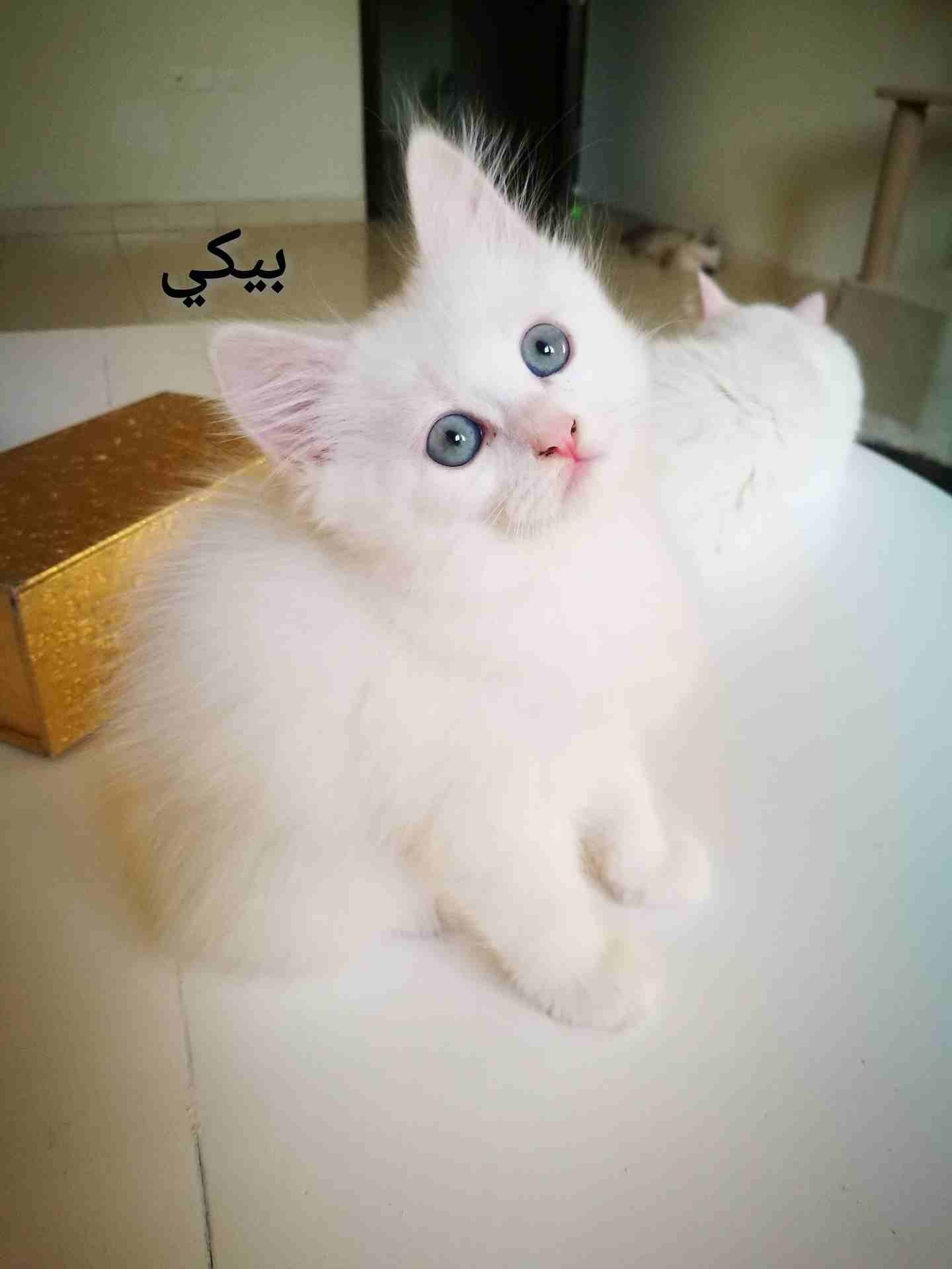 كيتنز هيمالايا شيرازي عمرهم شهرين
لا تنسَ أنك شاهدت هذا الإعلان في عنكبوت
سلام عليكم ورحمة الله
ك...