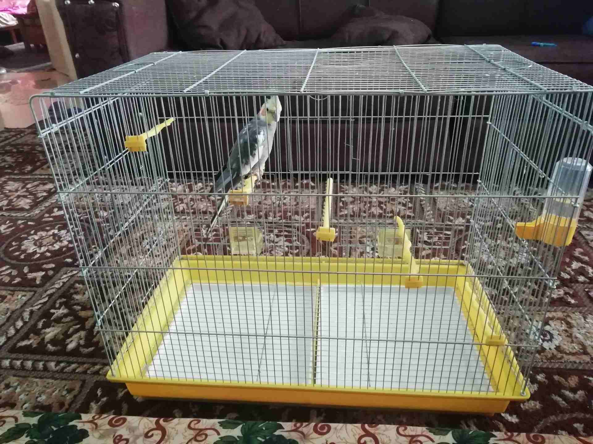 أنثى كوكتيل مع قفص حجم كبير
لا تنسَ أنك شاهدت هذا الإعلان في عنكبوت
أنثى كوكتيل بلدي العمر 8 شهور...