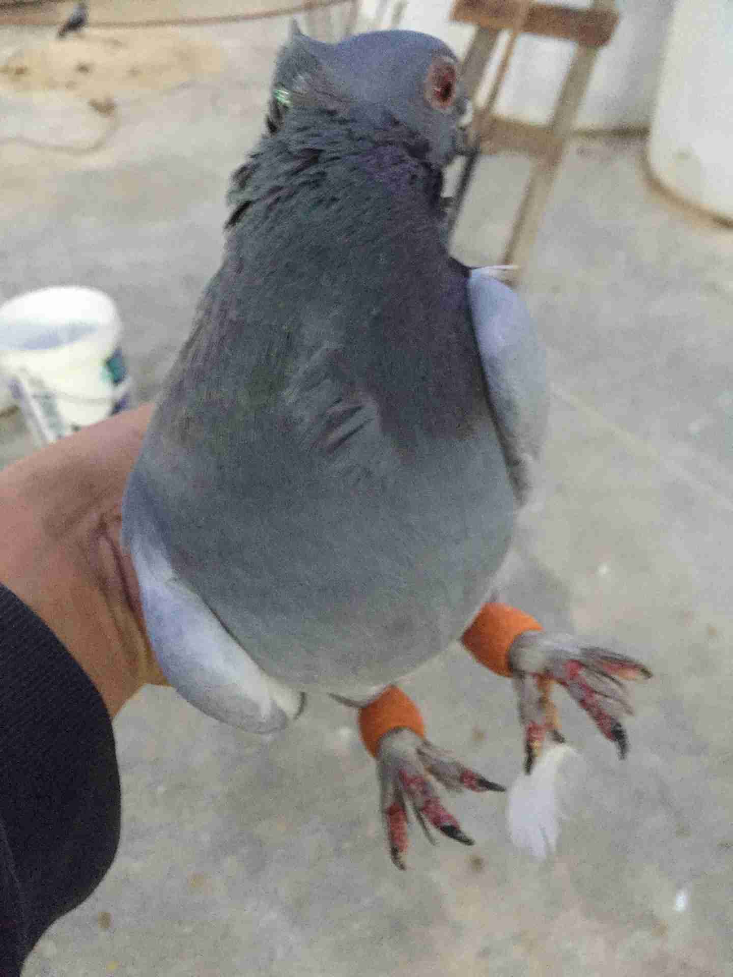 انجليزي ازرق طير حمام رصاص
لا تنسَ أنك شاهدت هذا الإعلان في عنكبوت
فحل إنجليزي ازرق طير حمام...