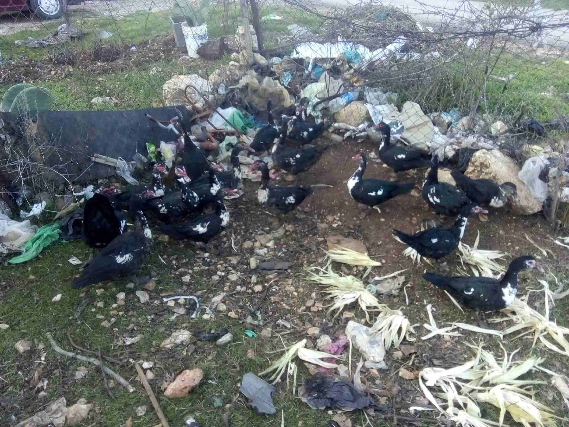 عدد عشرين بطه                                            


	 				لا تنسَ أنك شاهدت هذا الإعلان في عنكبوت            
	 				
                            بط مصر للبيع سبع اديوك او اكثر و13بطه الرقم...