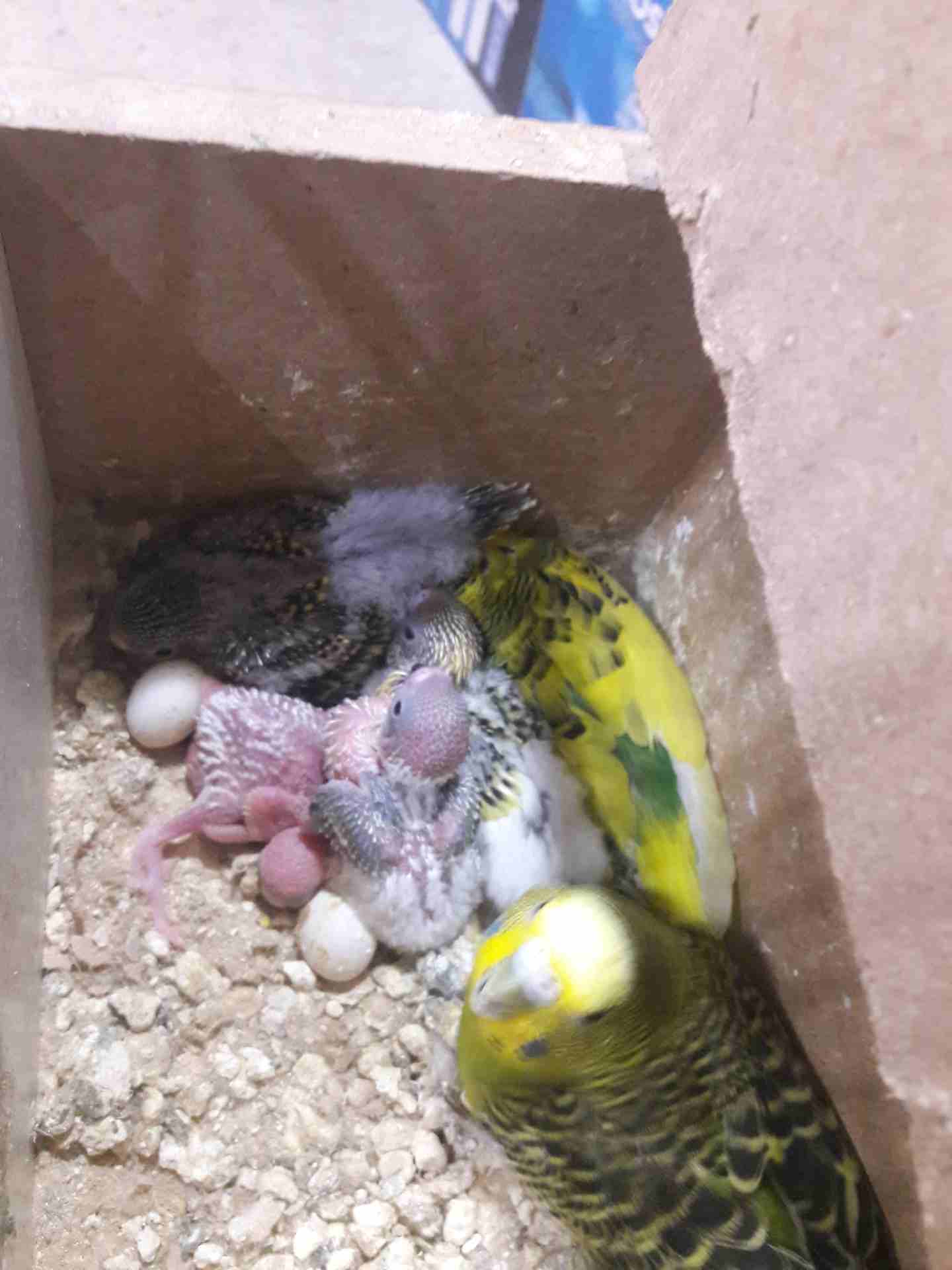 جوز حب معا اربع فراخ اول شغلهم للبيع او البدل على ذكر هوقو رومو شغال سعر الجوز 2
لا تنسَ أنك شاهدت هذا الإعلان في عنكبوت...