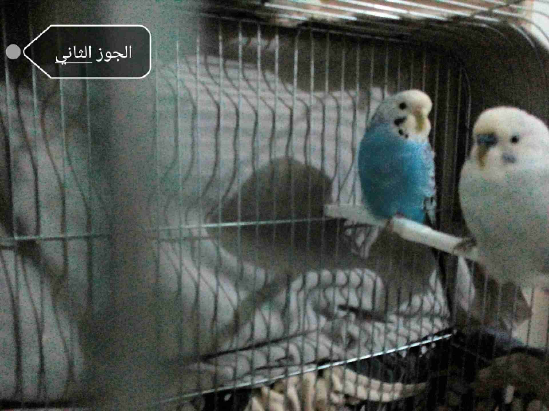 طيور حب جاهزات الجوز 20 مع قفص وكوخ
لا تنسَ أنك شاهدت هذا الإعلان في عنكبوت
اللوان حلوة السعر...