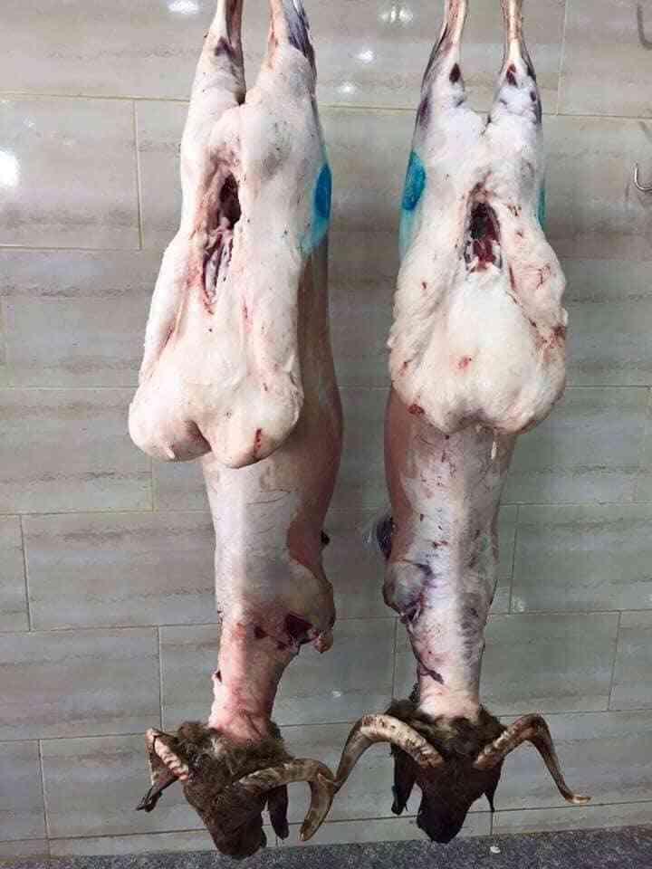 ابو منيف للذبايح
لا تنسَ أنك شاهدت هذا الإعلان في عنكبوت
يوجد جميع انواع الذبايح
نعيمي بلدي...