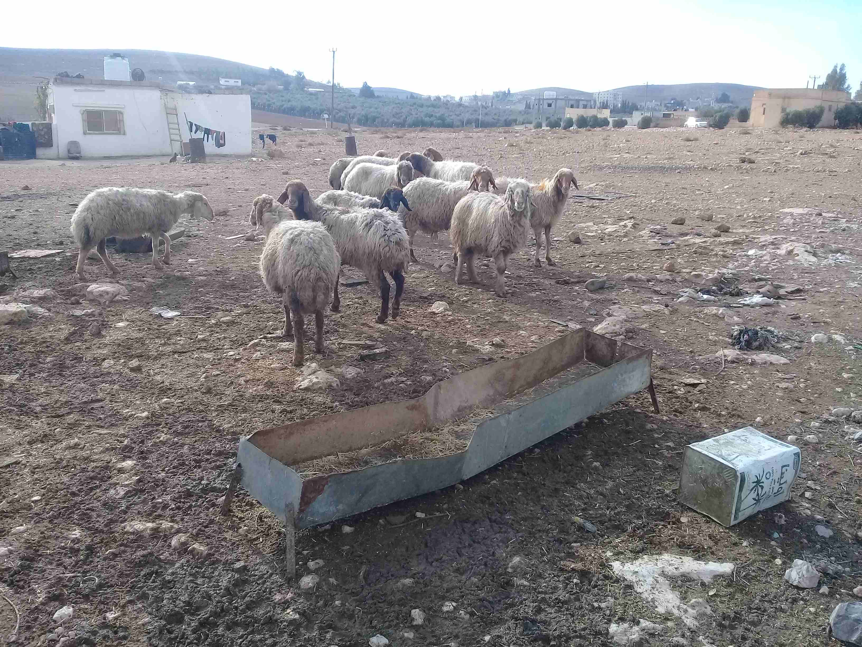 نعاج 12 سبعه اعشار سن ولحم
لا تنسَ أنك شاهدت هذا الإعلان في عنكبوت
نعاج 12 سبعه إعشار من شهرين لى...