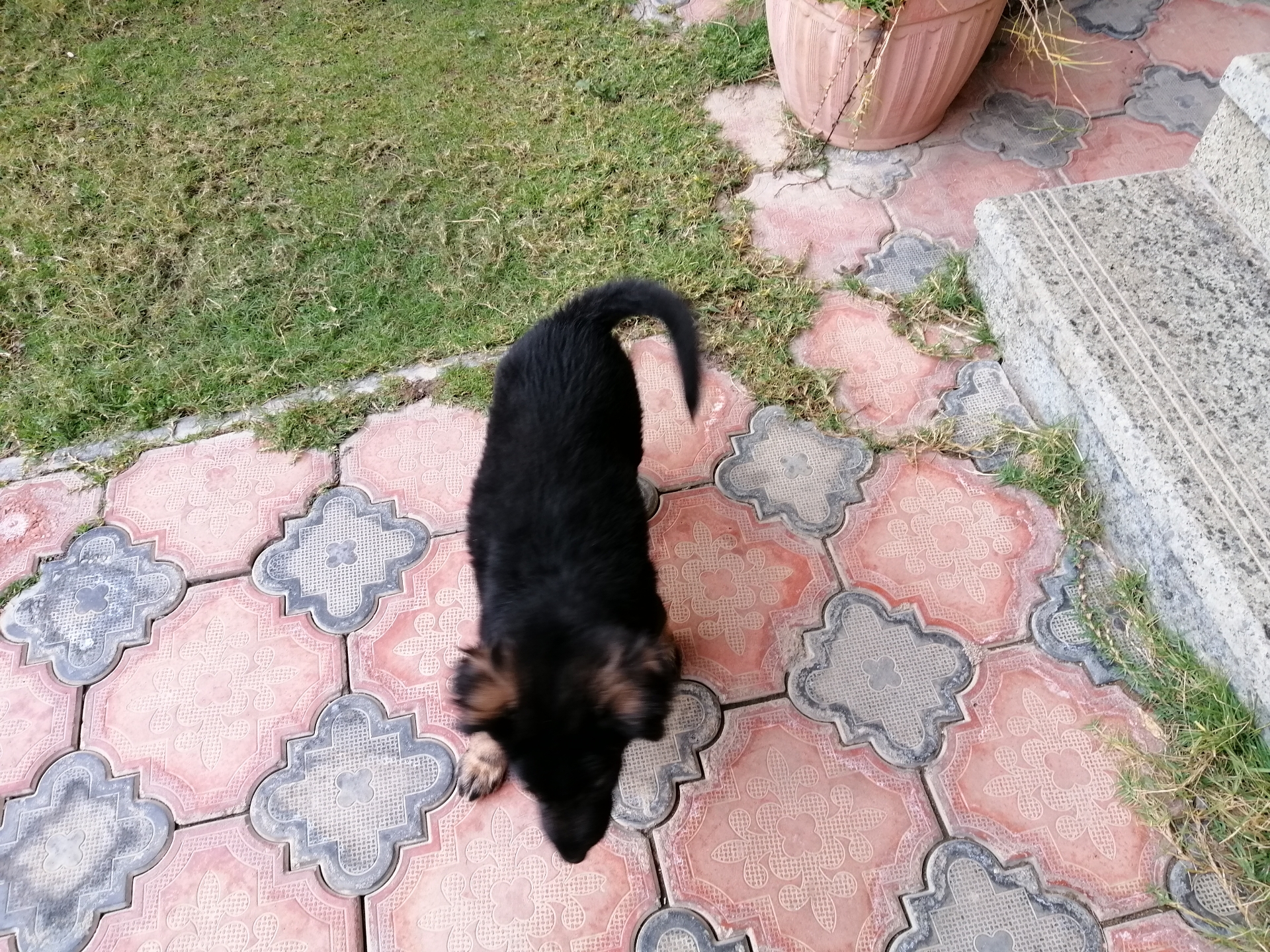 German Shepherd
لا تنسَ أنك شاهدت هذا الإعلان في عنكبوت
German Shepherd Puppy
2 Month
Black&a...