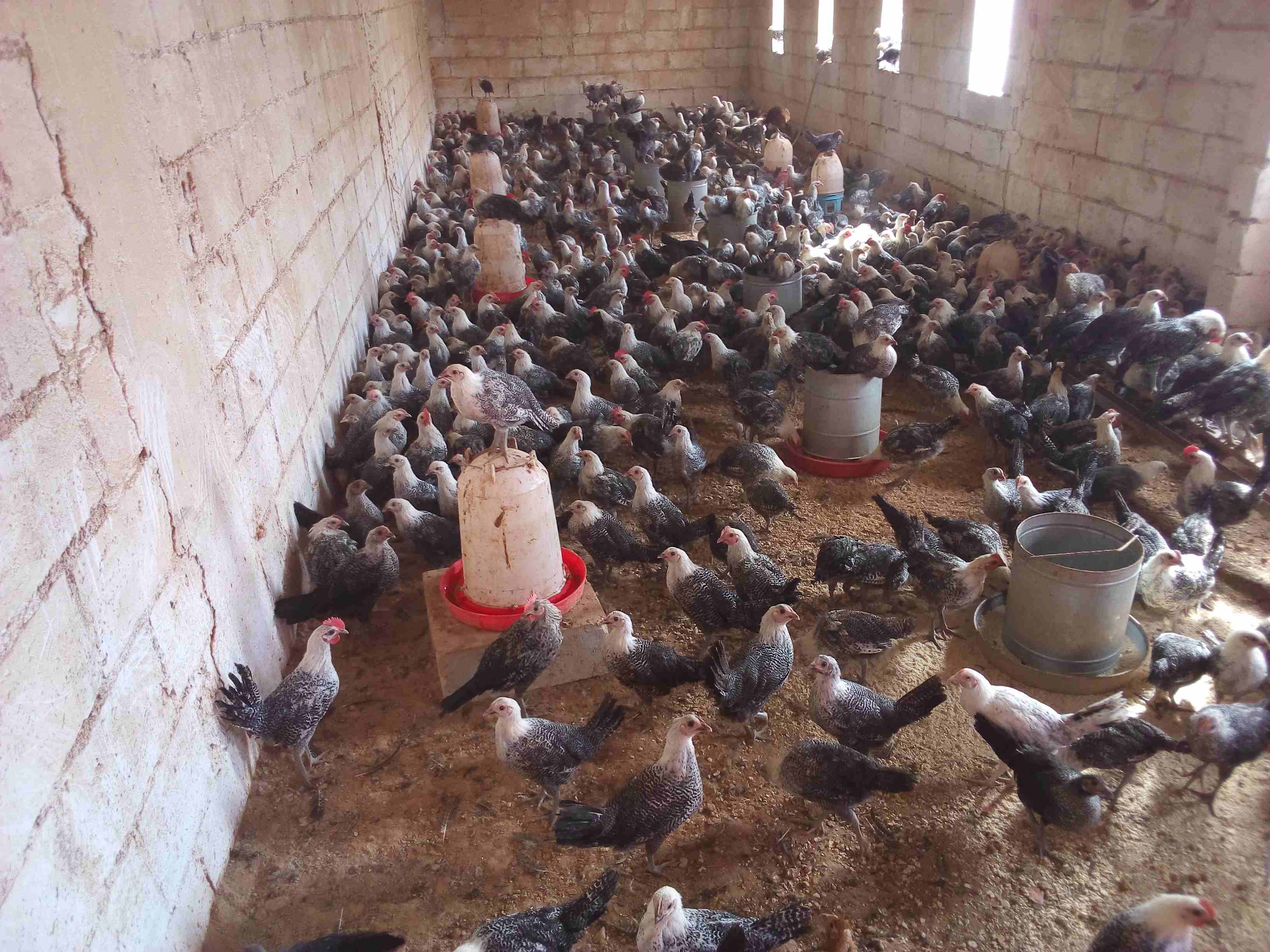 فراخ فيومي لقطه وصيده
لا تنسَ أنك شاهدت هذا الإعلان في عنكبوت
موجود 150 ديك و60 فرخه فيومي
الع...