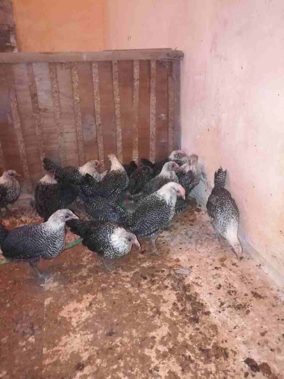 فراخ  122 حبه                                            


	 				لا تنسَ أنك شاهدت هذا الإعلان في عنكبوت            
	 				
                            122 فرخه العمر شهرين...
