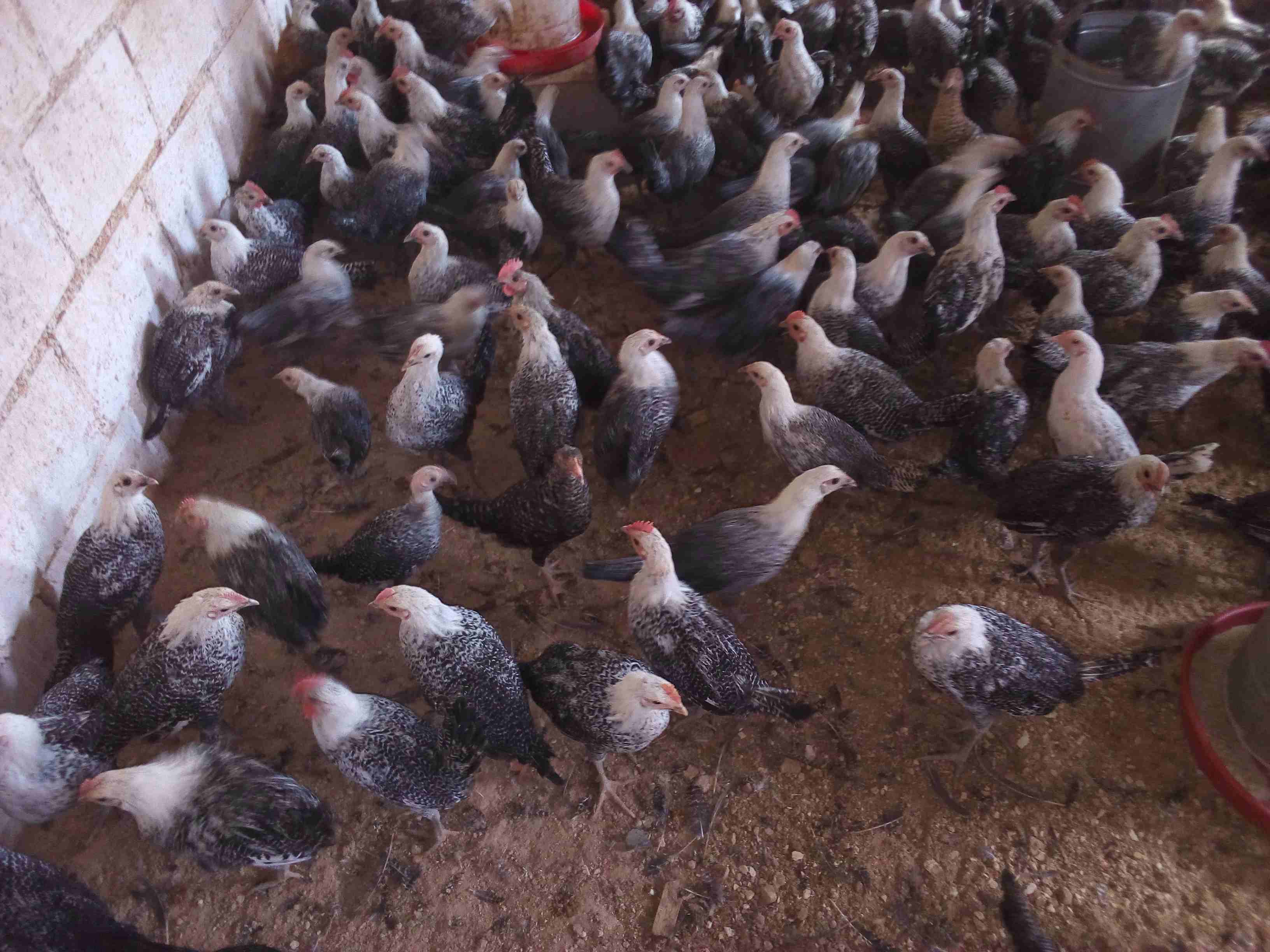 فراخ فيومي لقطه وصيده                                            


	 				لا تنسَ أنك شاهدت هذا الإعلان في عنكبوت            
	 				
                            موجود  150 ديك  و60 فرخه فيومي 
الع...