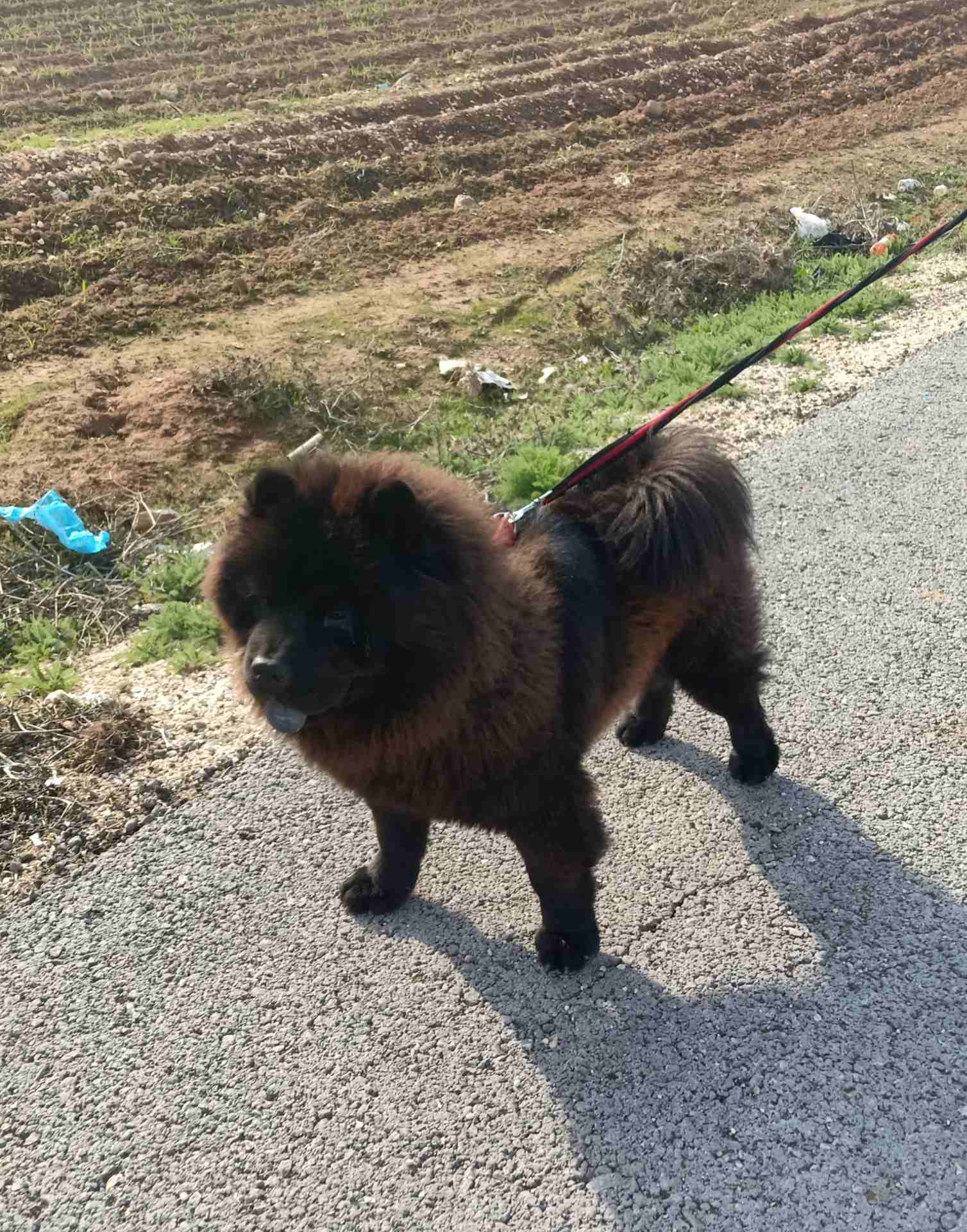 تشاو تشاو (chow chow)
لا تنسَ أنك شاهدت هذا الإعلان في عنكبوت
بسم الله الرحمن الرحيم(بسعر مغري)!!...