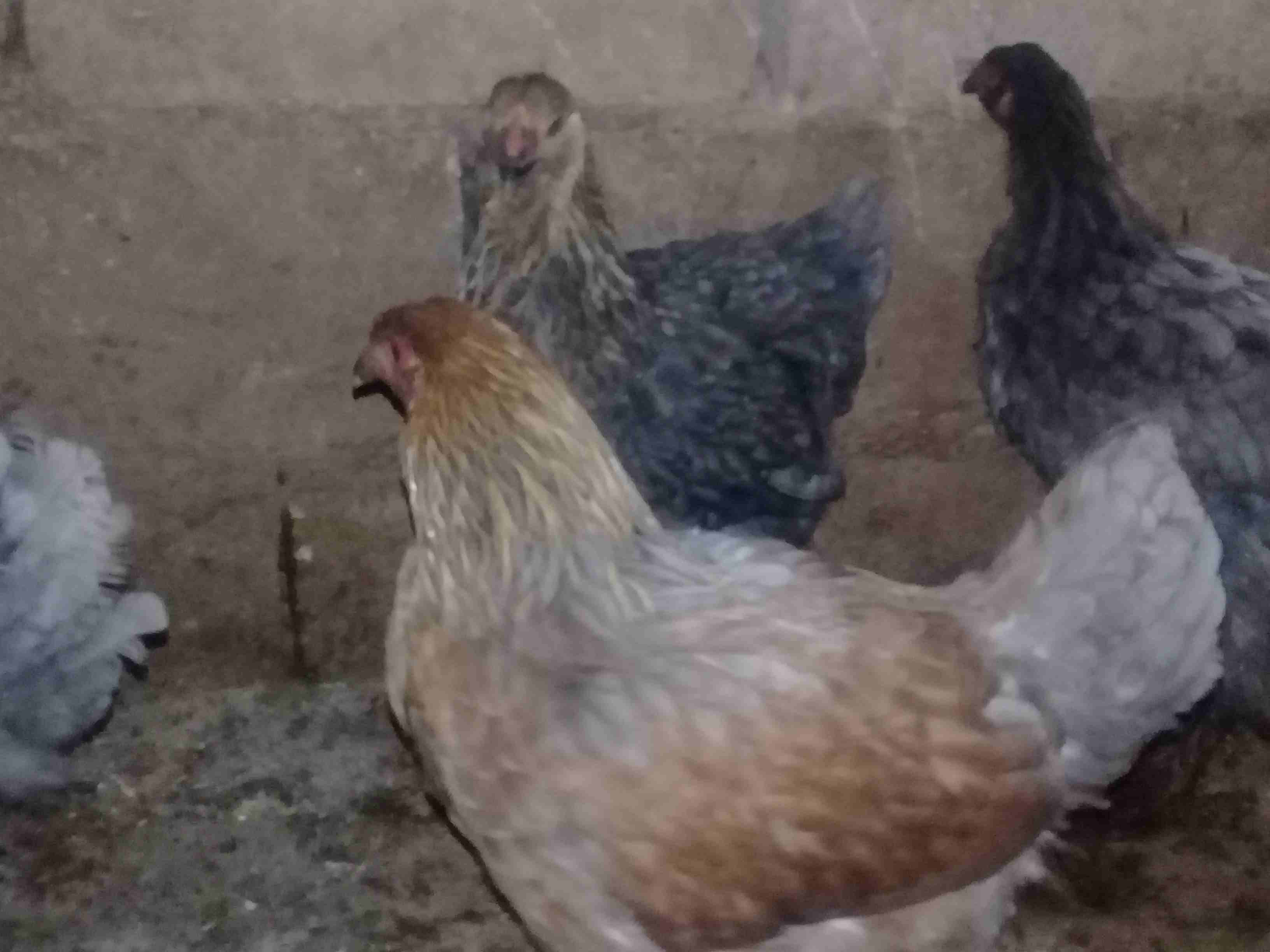 دجاج براهمي
لا تنسَ أنك شاهدت هذا الإعلان في عنكبوت
دجاج براهمي عمر 8 شهور جميع الالوان للبيع بسع...