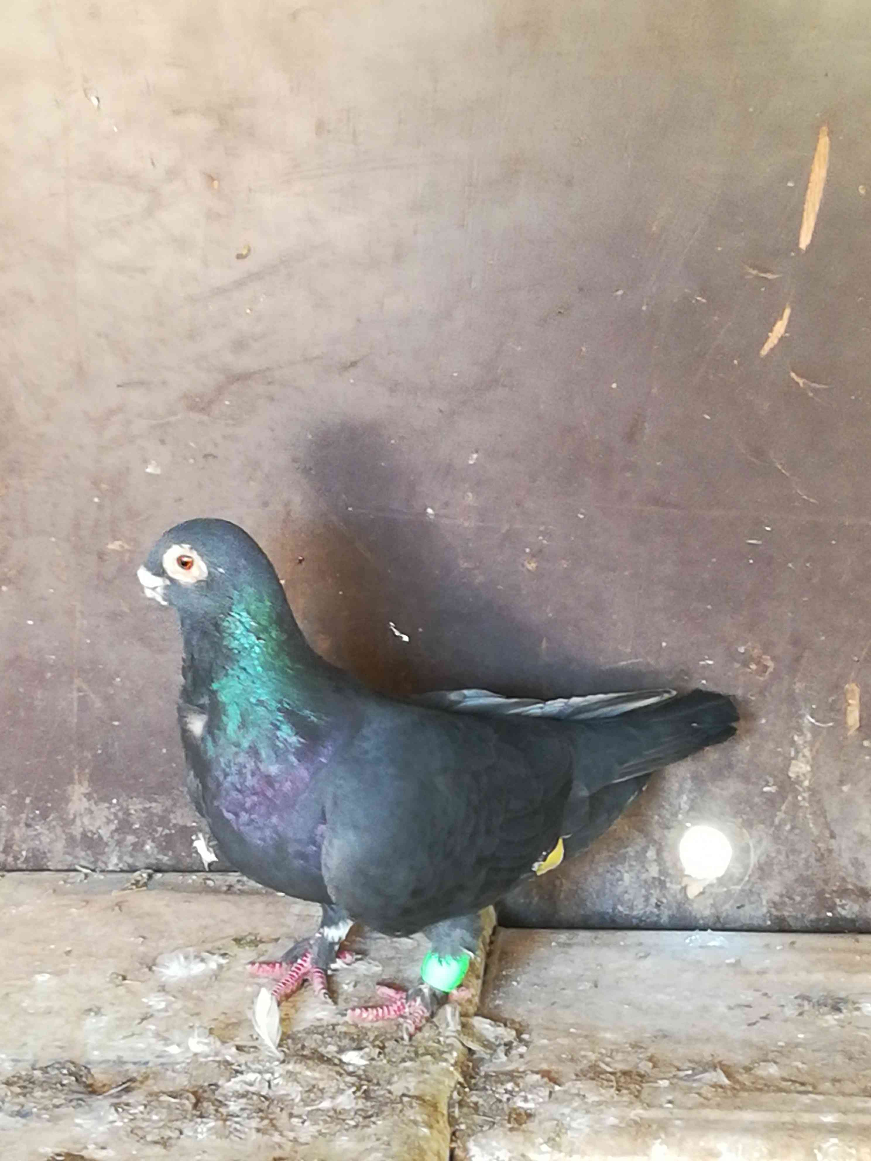 4فحول طيور حمام للبيع بسعر حرق
لا تنسَ أنك شاهدت هذا الإعلان في عنكبوت
للبيع أو بدل على بوازج...