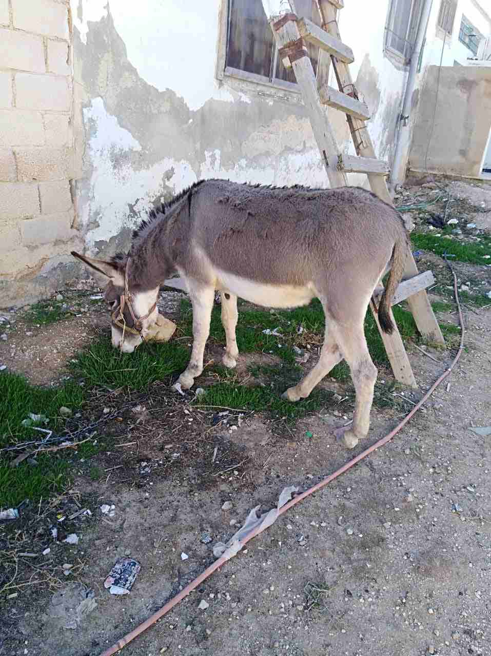 حماره للبيع                                            


	 				لا تنسَ أنك شاهدت هذا الإعلان في عنكبوت            
	 				0776576748

	 				رقم المعلن :0798612567


	 				لمشاهدة المزيد من الإع...