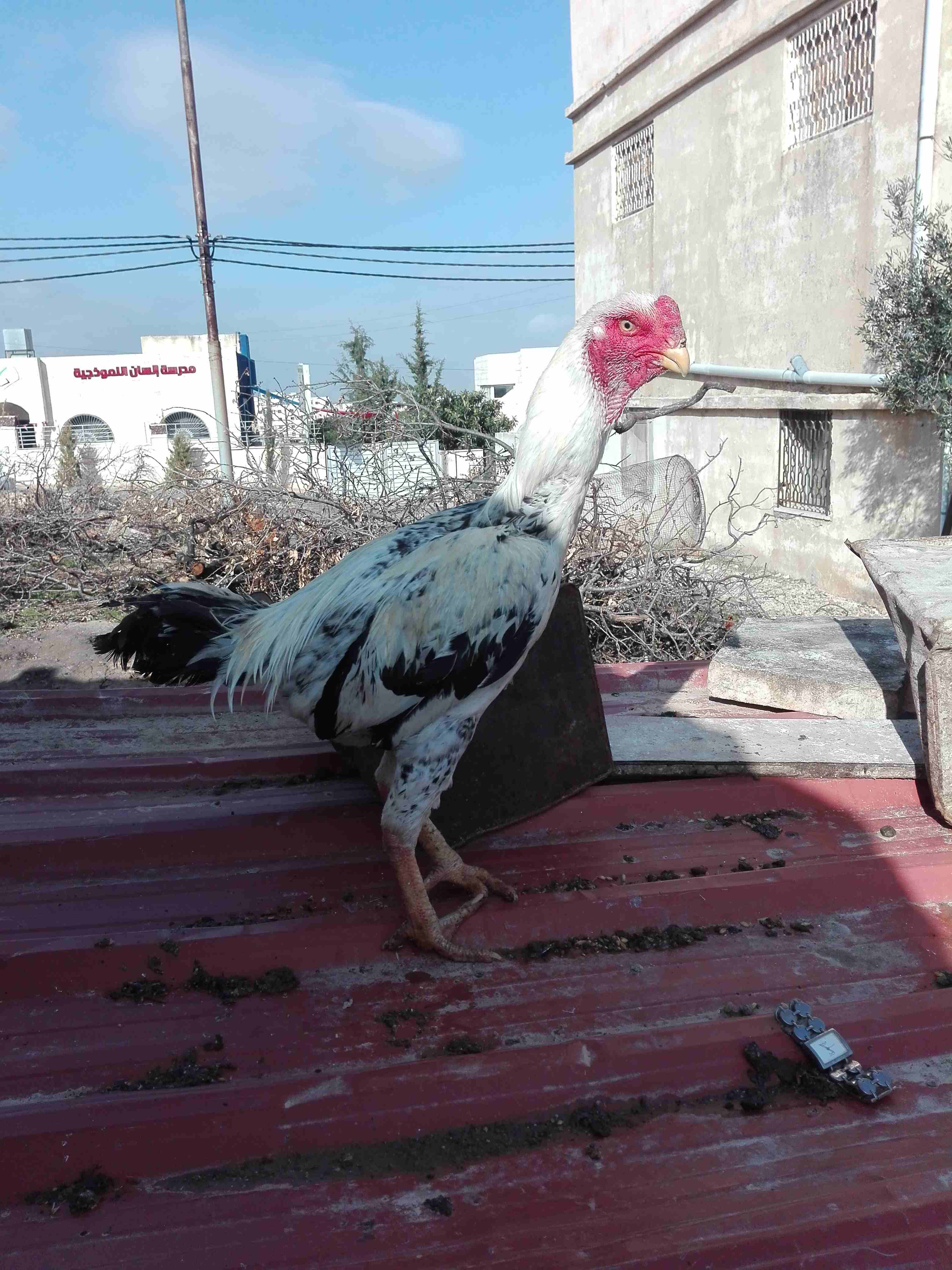 حجازي فارسي                                            


	 				لا تنسَ أنك شاهدت هذا الإعلان في عنكبوت            
	 				
                            جوز فارسي اول خيرهم.  ديك و فرخه...