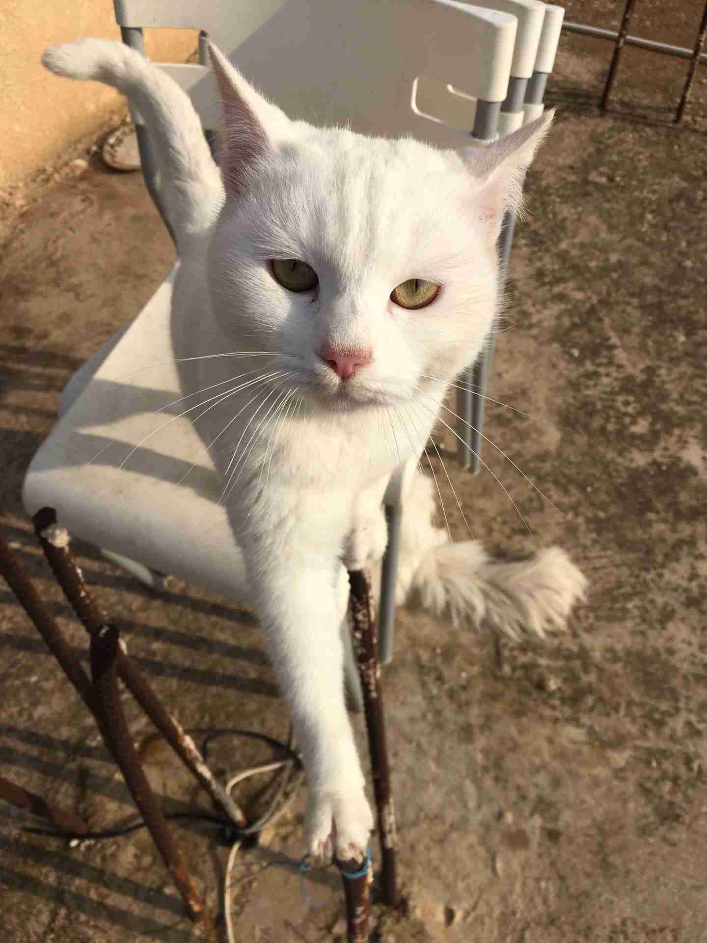 قطه للبيع
لا تنسَ أنك شاهدت هذا الإعلان في عنكبوت
قطه انجورا للبيع نظيفه وصحه جيده تاكل اي ش...