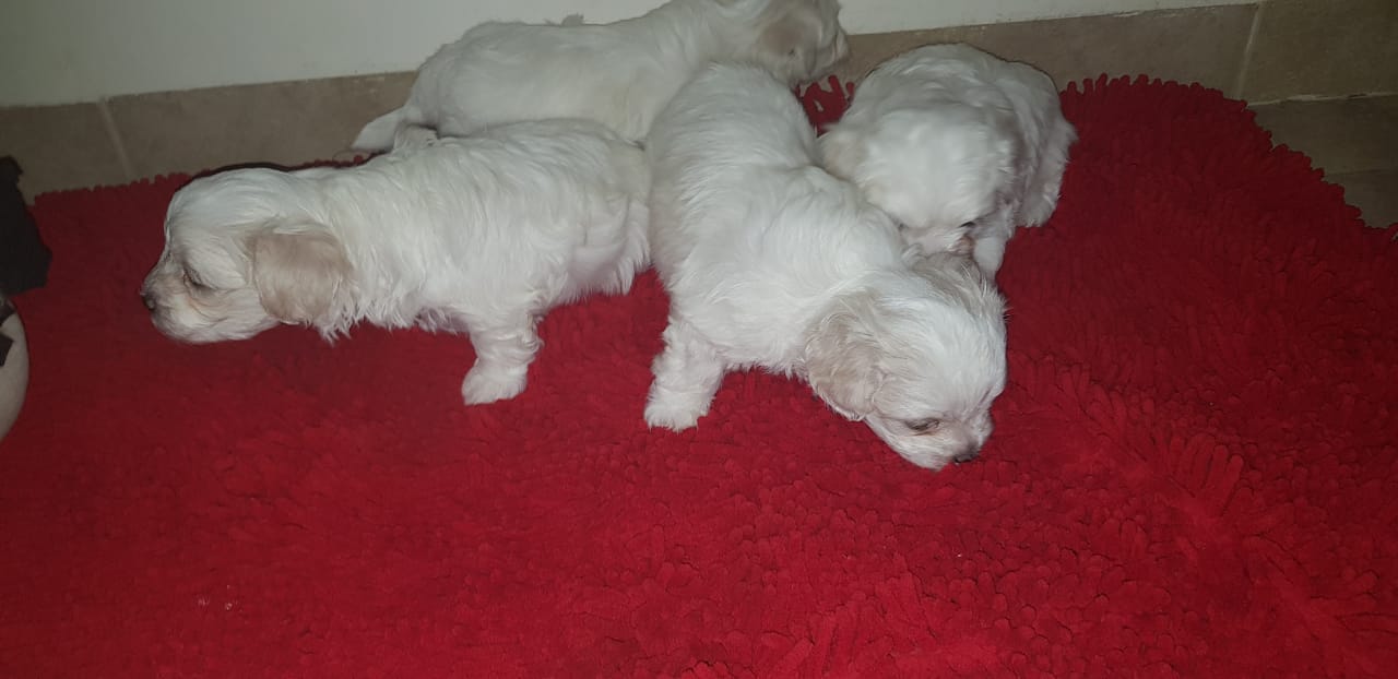 Imported maltese
لا تنسَ أنك شاهدت هذا الإعلان في عنكبوت
Imported Maltese Dogs
The parents h...
