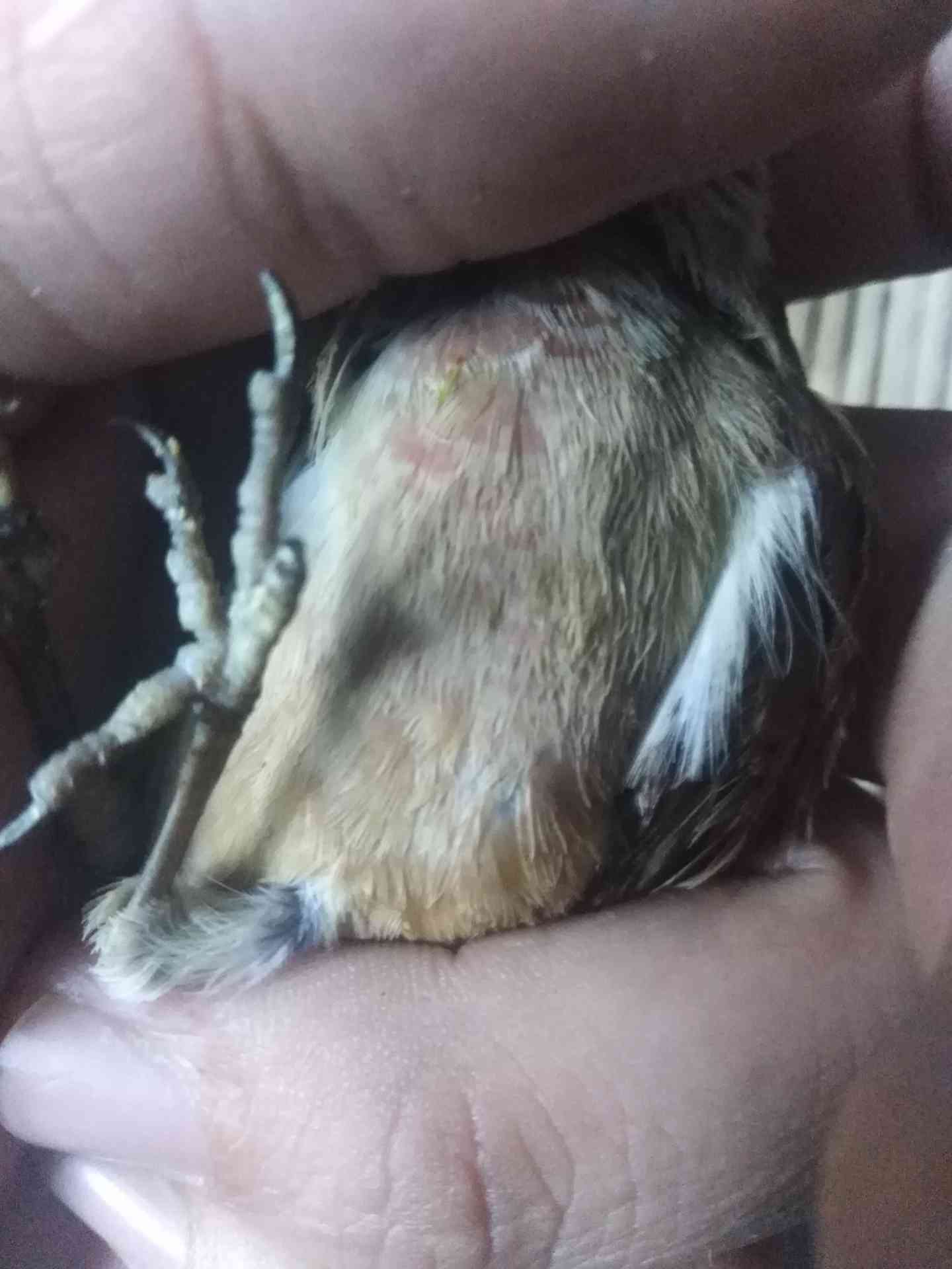 جوز تفح هادي بالقفص الذكر بحني
لا تنسَ أنك شاهدت هذا الإعلان في عنكبوت
جوز تفح بصلاه ع النبي...