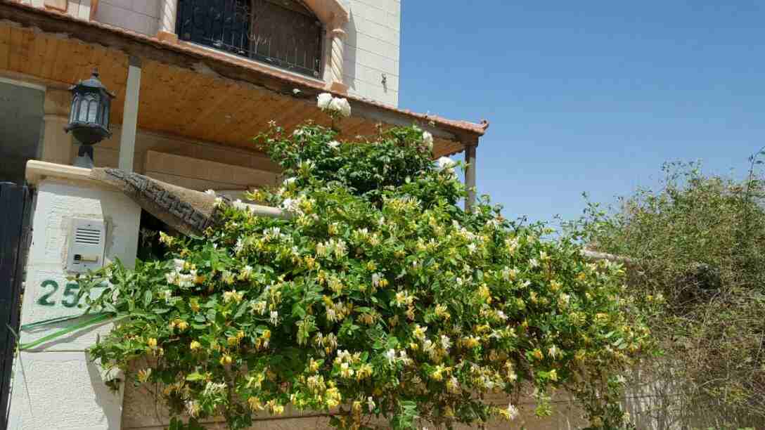 عمارة استثمارية   تقع في حوض 6 الحجار /ابو علياء                                            


	 				لا تنسَ أنك شاهدت هذا الإعلان في عنكبوت            
	 				
                            مكونه من...