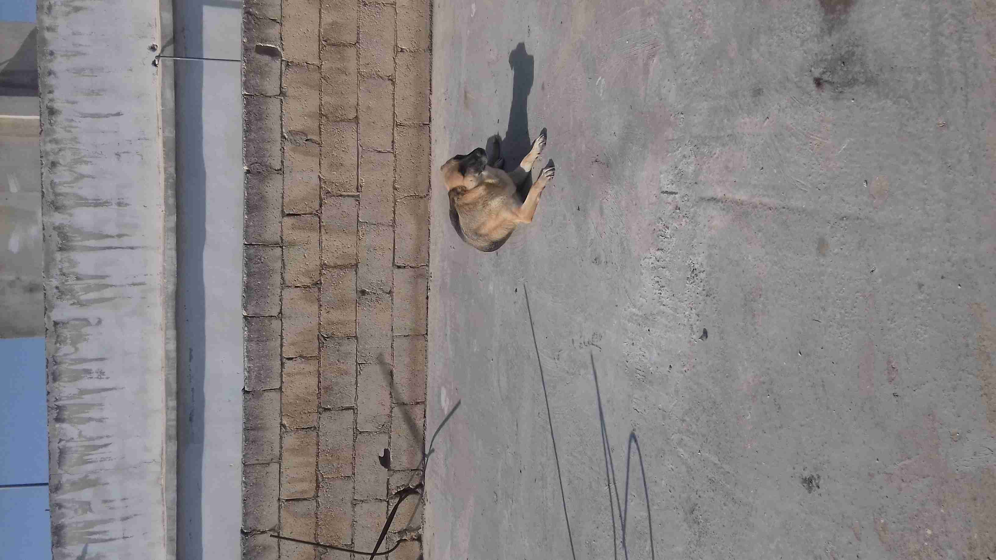 ذكر هاسكي نخب وأنثى ولف بلاك حكيت..
لا تنسَ أنك شاهدت هذا الإعلان في عنكبوت
ذكر هاسكي عمر سنه...