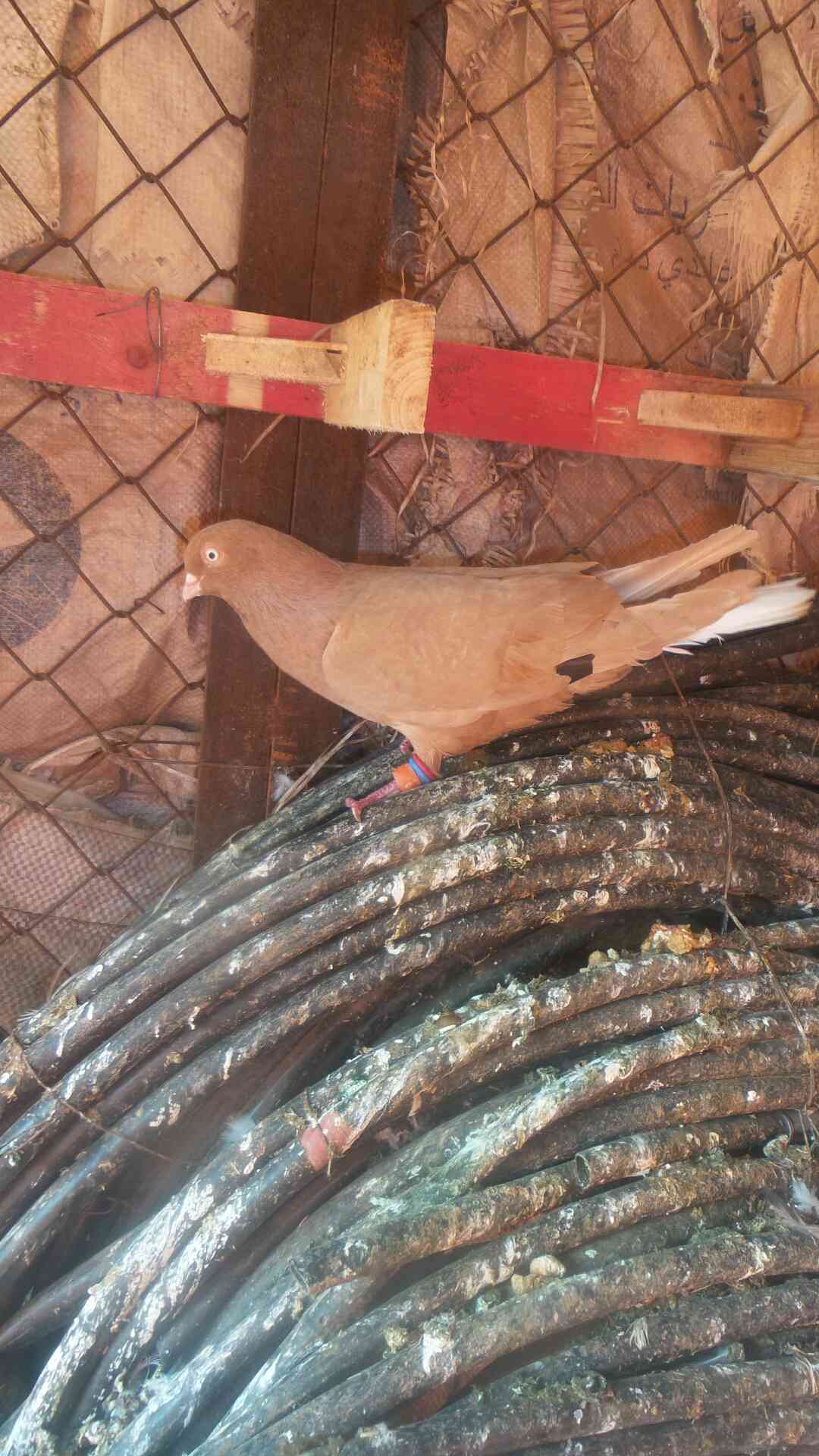 طيور حمام                                            


	 				لا تنسَ أنك شاهدت هذا الإعلان في عنكبوت            
	 				
                                طايرات في جرش موجودات حالين في سيحان بعدسلط...