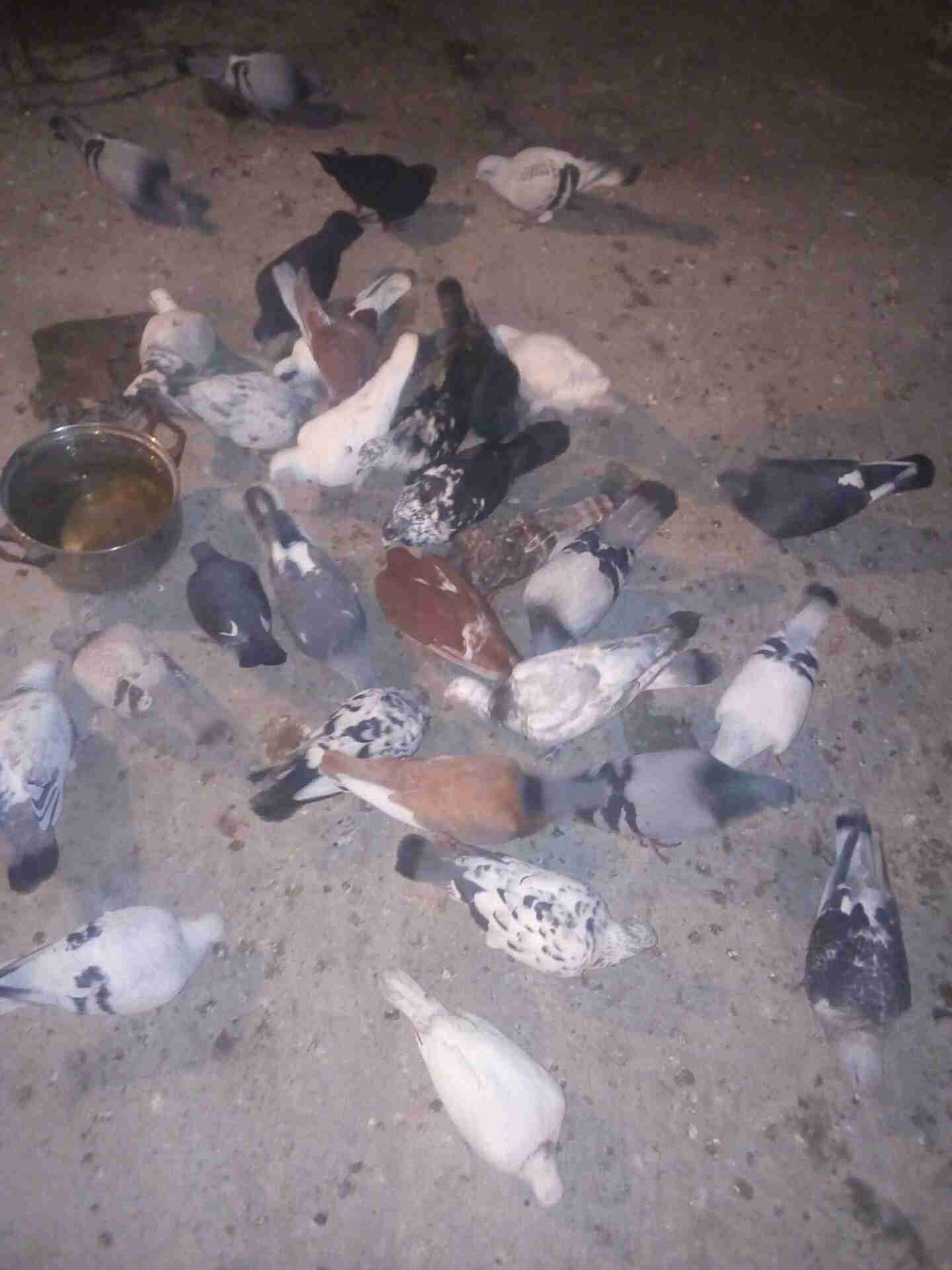 33 طير حمام ب 60دينار
لا تنسَ أنك شاهدت هذا الإعلان في عنكبوت
33 طير حمام ب 60 دينار للبيع 07...