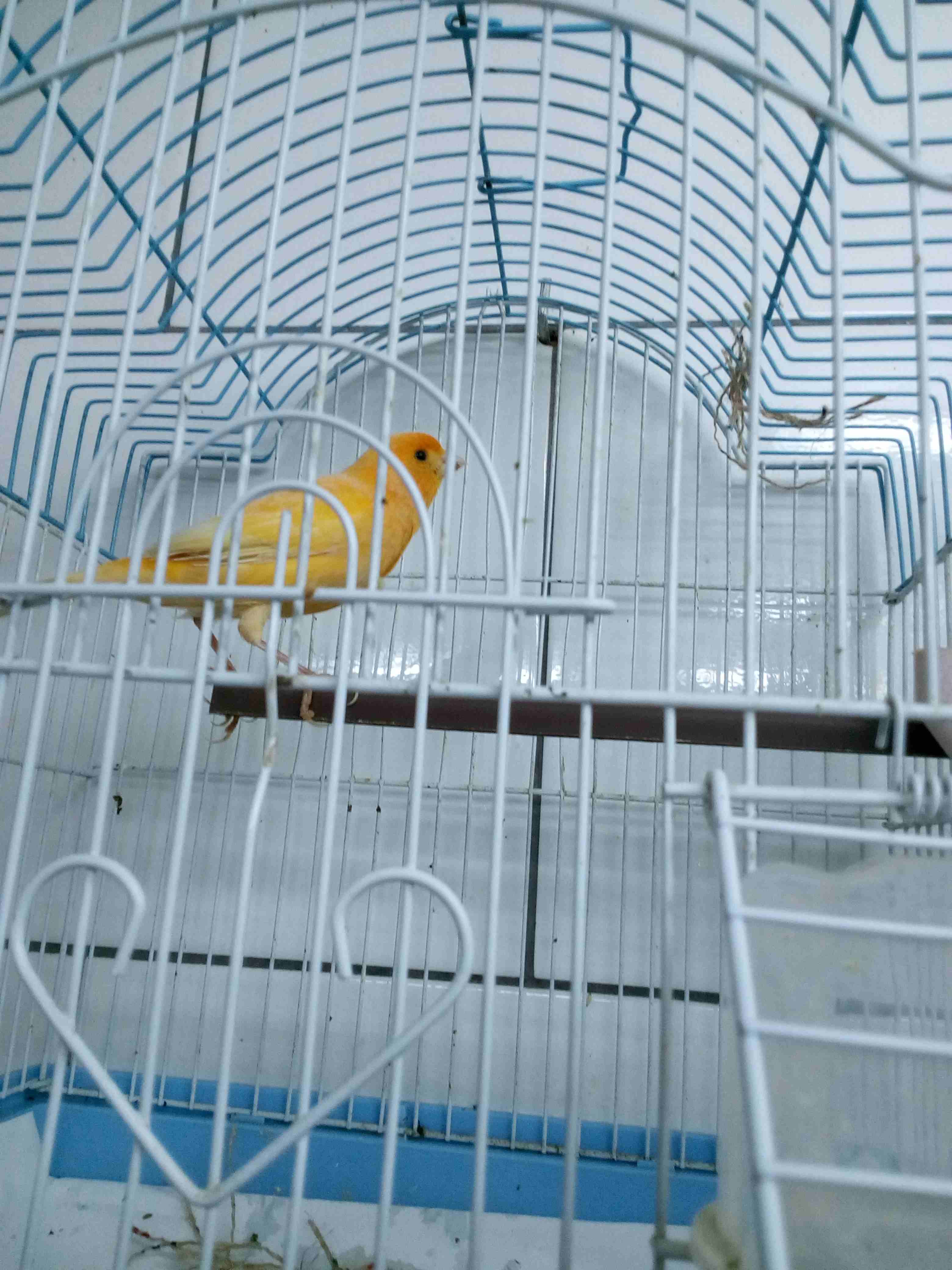 كنارات فحول بلديات حمر جيزه حاميات
لا تنسَ أنك شاهدت هذا الإعلان في عنكبوت
كنارات فحول بلديه حمر...