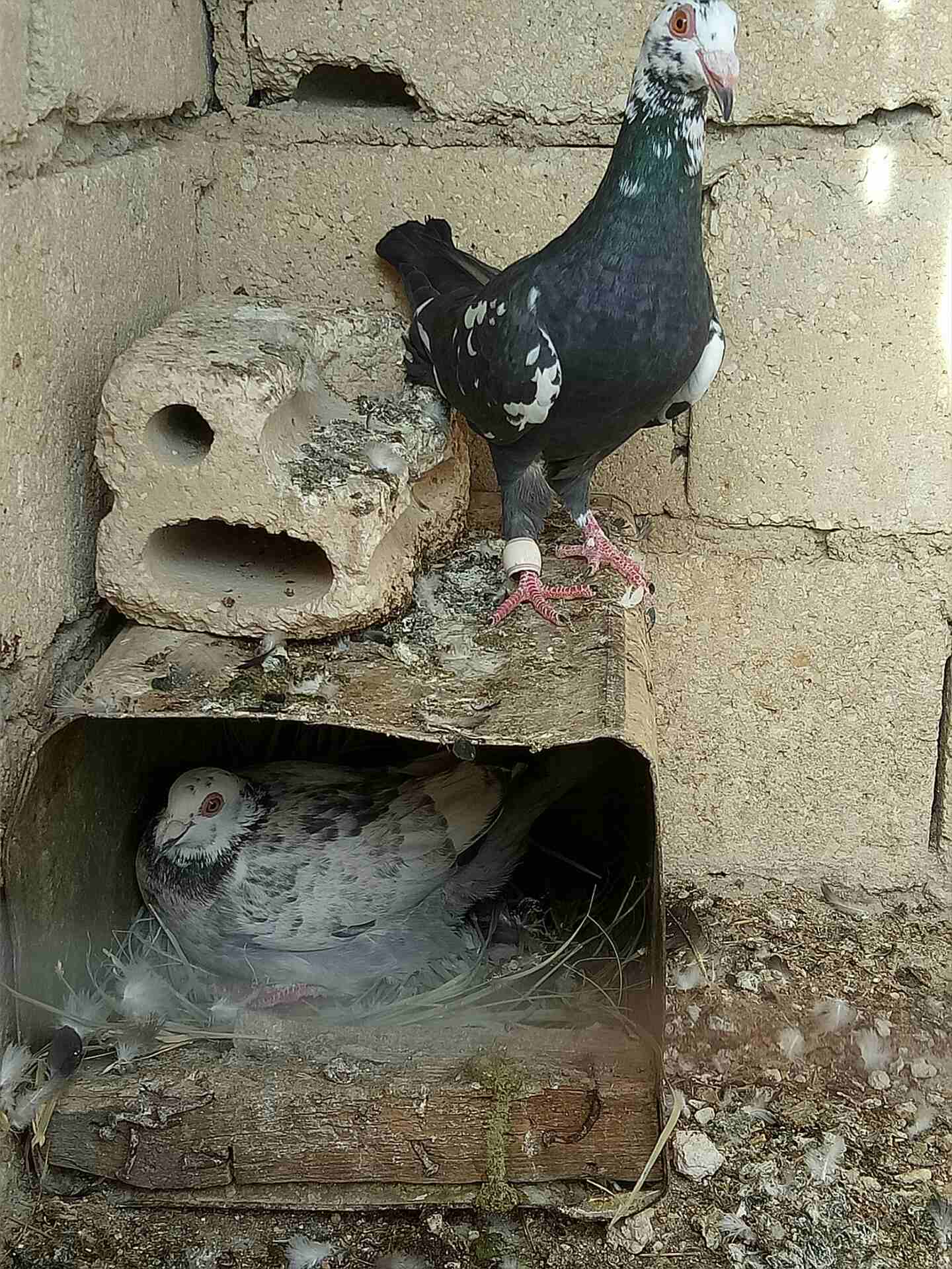 جوزين حمام للبيع او تبديل ع عصافير                                            


	 				لا تنسَ أنك شاهدت هذا الإعلان في عنكبوت            
	 				
                            جوزين حمام  للبيع او ت...