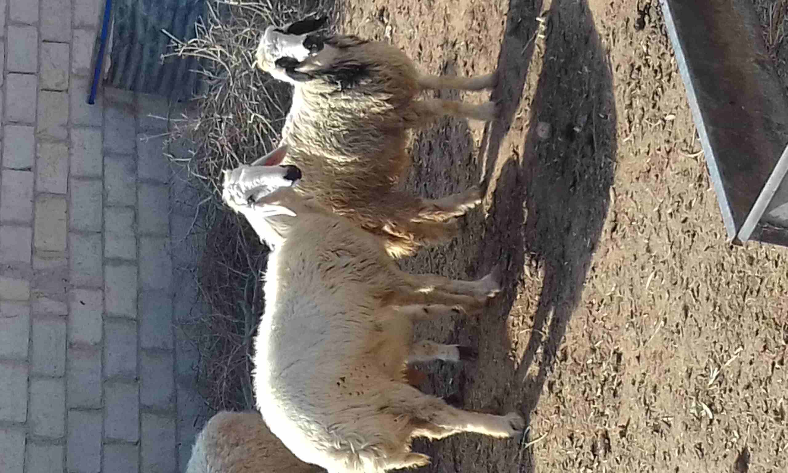 قبرصي مهجن على نجدي
لا تنسَ أنك شاهدت هذا الإعلان في عنكبوت
ثنيه عشار شهر من كبش نجدي اصيل وبنتها...