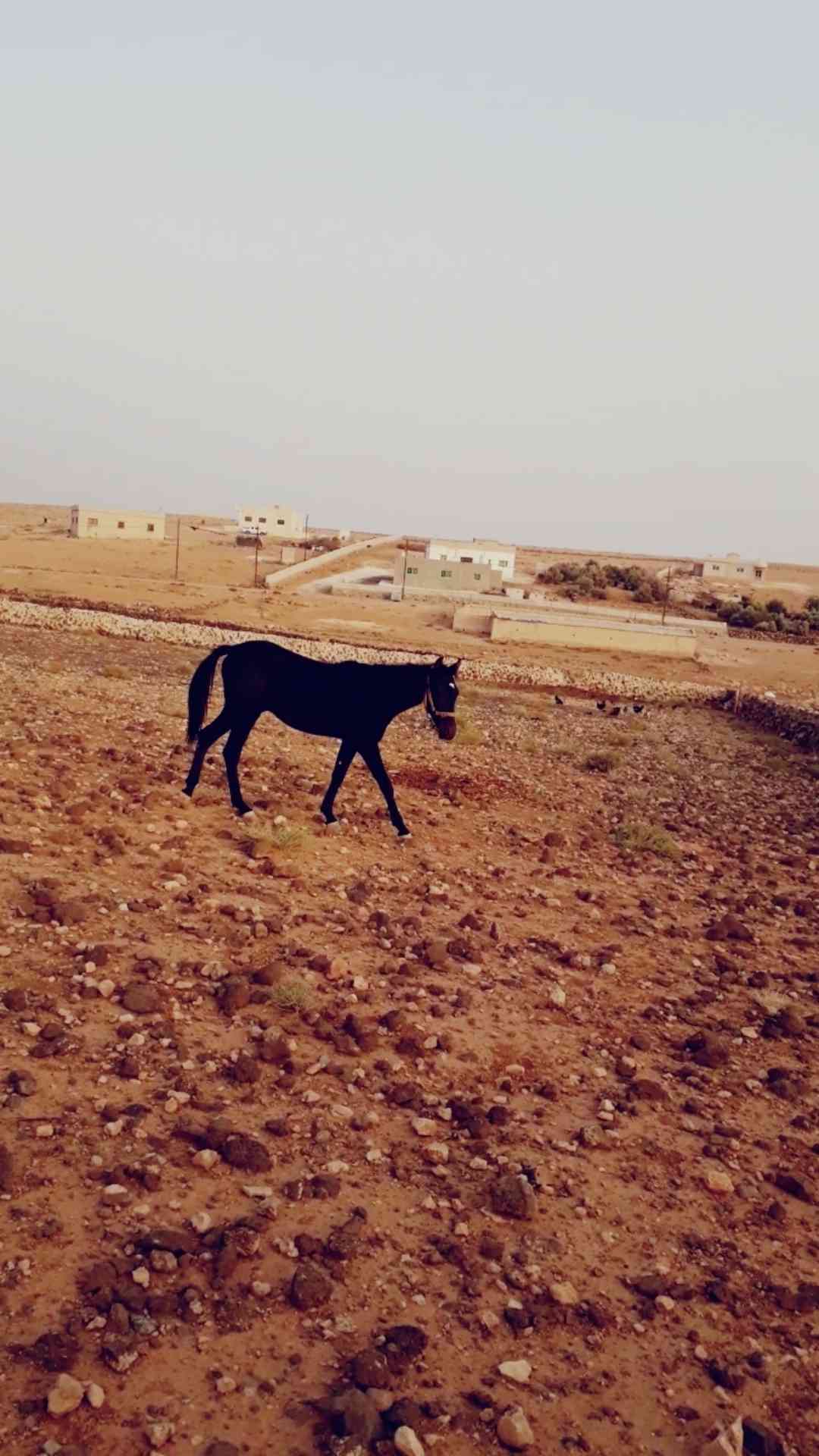مهر للبيع بّدِاْعيَ الُسِفَرَ
لا تنسَ أنك شاهدت هذا الإعلان في عنكبوت
صلي على الُنَبّيَ مٌُهر...