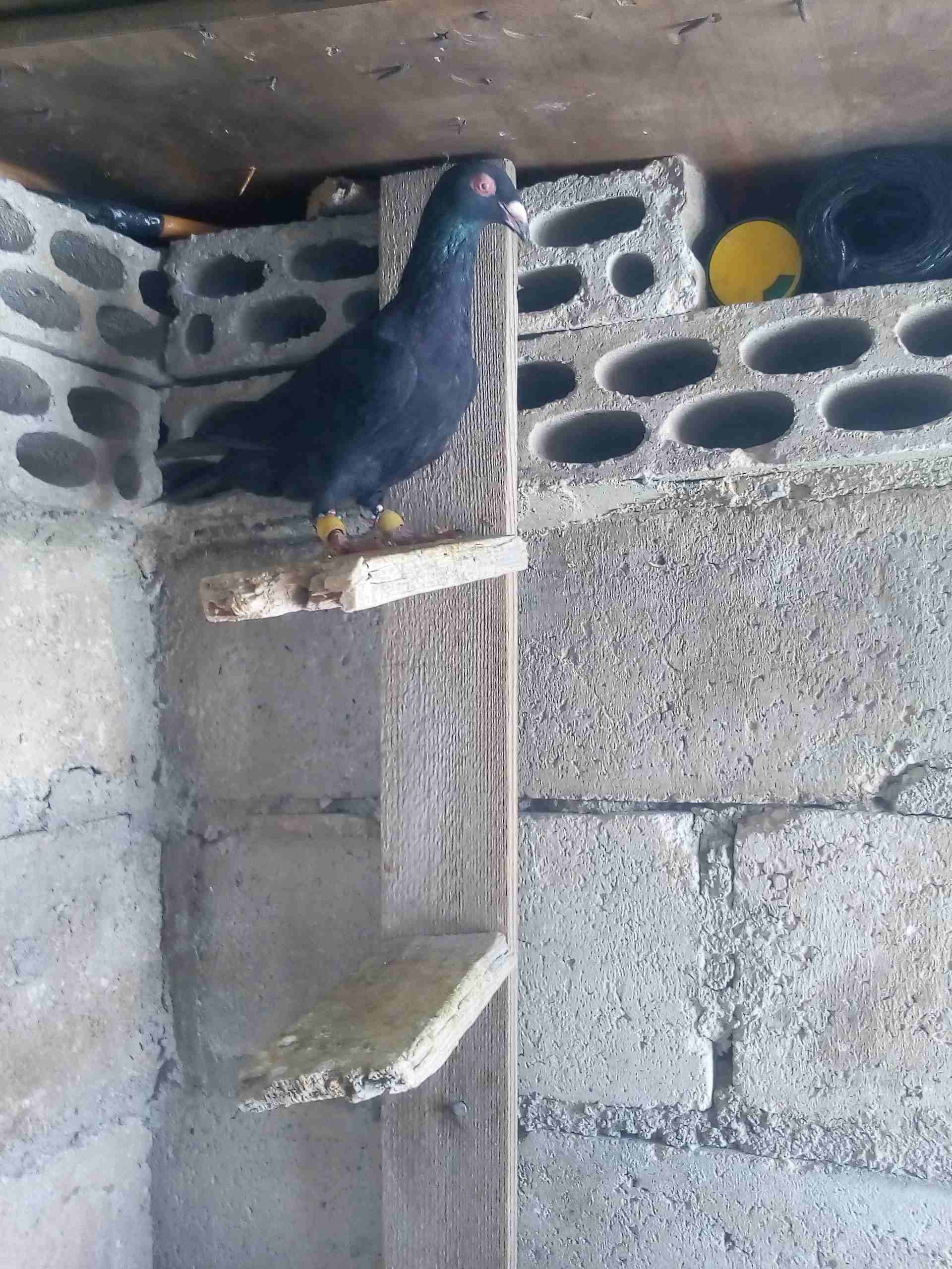 حمام صوريخ طايره بمليح بعد مادبا كش بيديك
لا تنسَ أنك شاهدت هذا الإعلان في عنكبوت
حمام زي مابدك س...