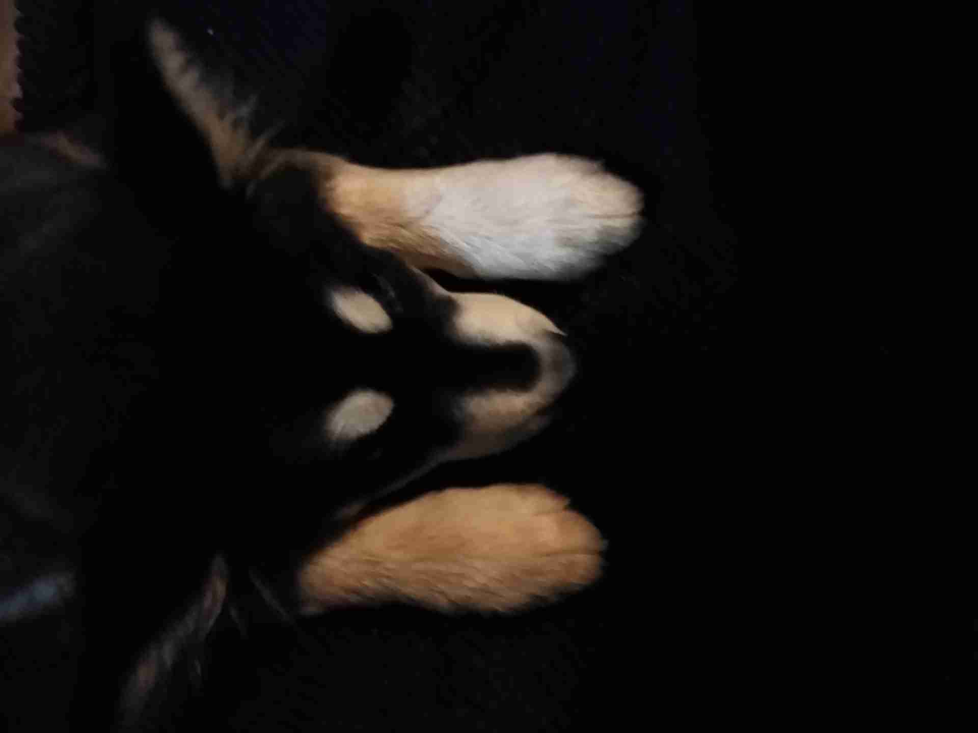 Siberian Husky // هاسكي
لا تنسَ أنك شاهدت هذا الإعلان في عنكبوت
للجادين فقط
العمر: 4.5 شهر...