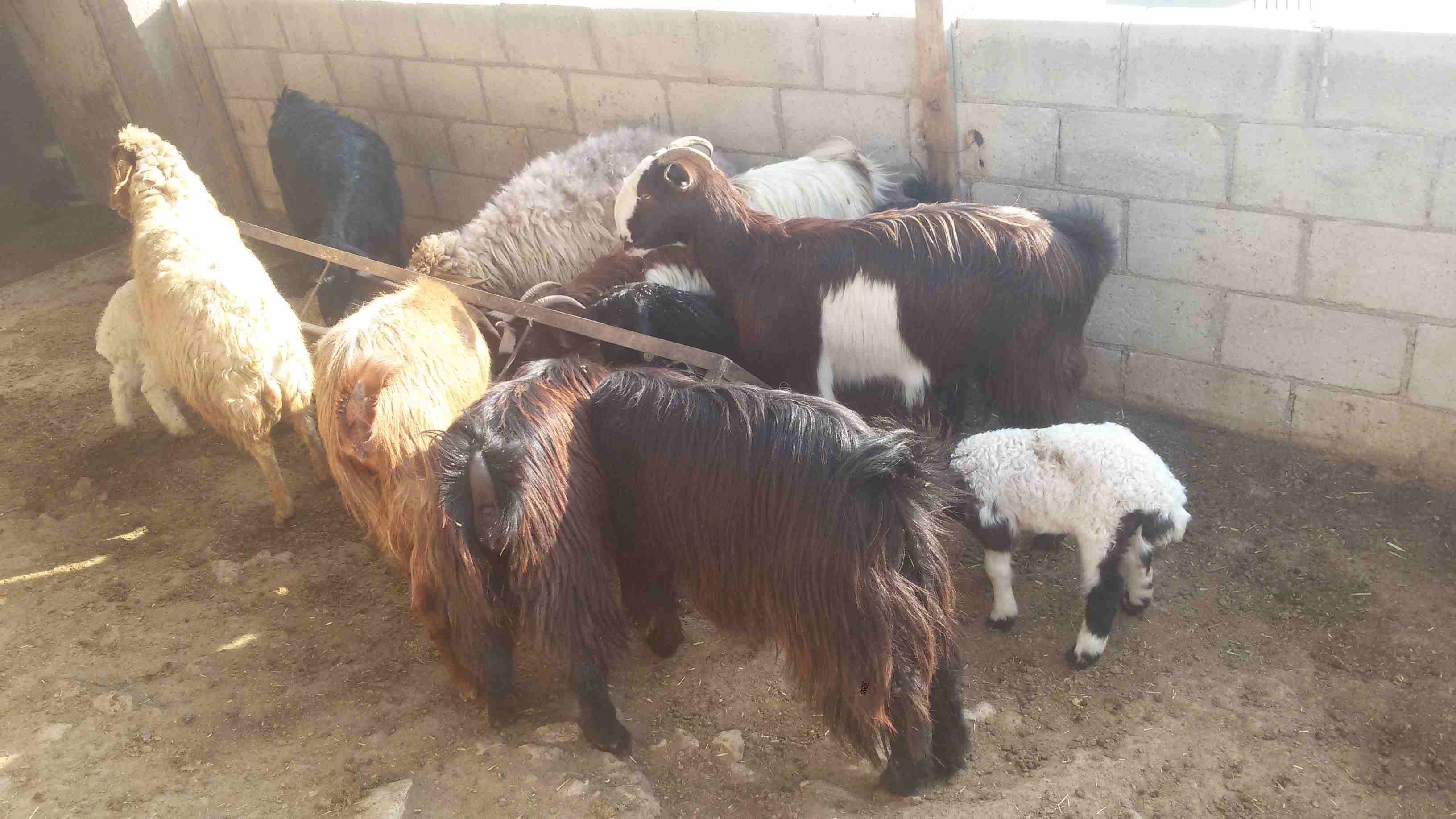 ماعز وغنم للبيع
لا تنسَ أنك شاهدت هذا الإعلان في عنكبوت
5 ثنايا هادات
1عنز هاده
2 نعجتين معهن خ...