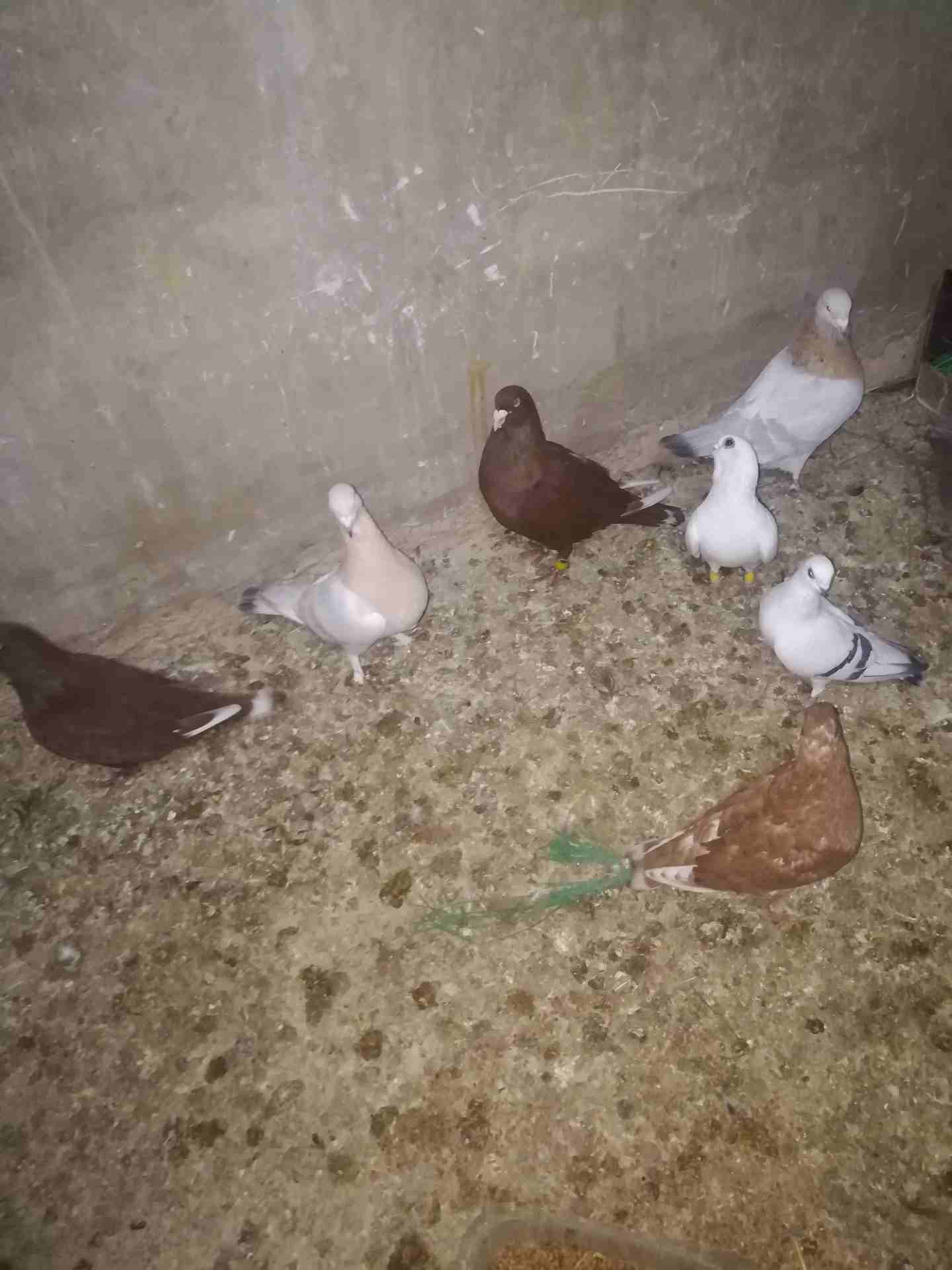 حمام نخب
لا تنسَ أنك شاهدت هذا الإعلان في عنكبوت
5جواز عالفرازه للبيع بسعر مغري للجادين فقط كلو ش...