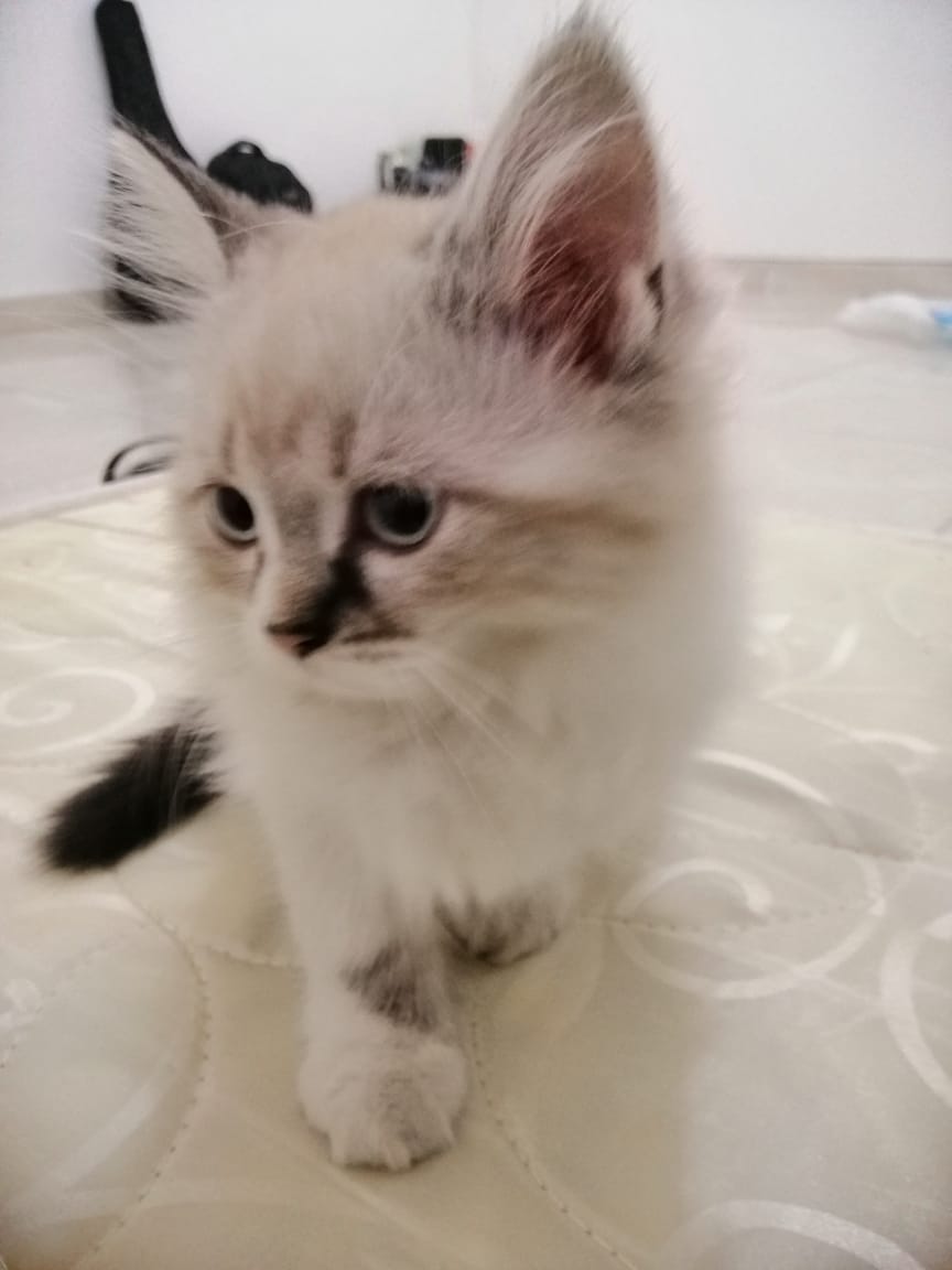 ذكر شيرازي امريكي وانثى هملايا شوكلت
لا تنسَ أنك شاهدت هذا الإعلان في عنكبوت
للبيع ذكر شيرازي...