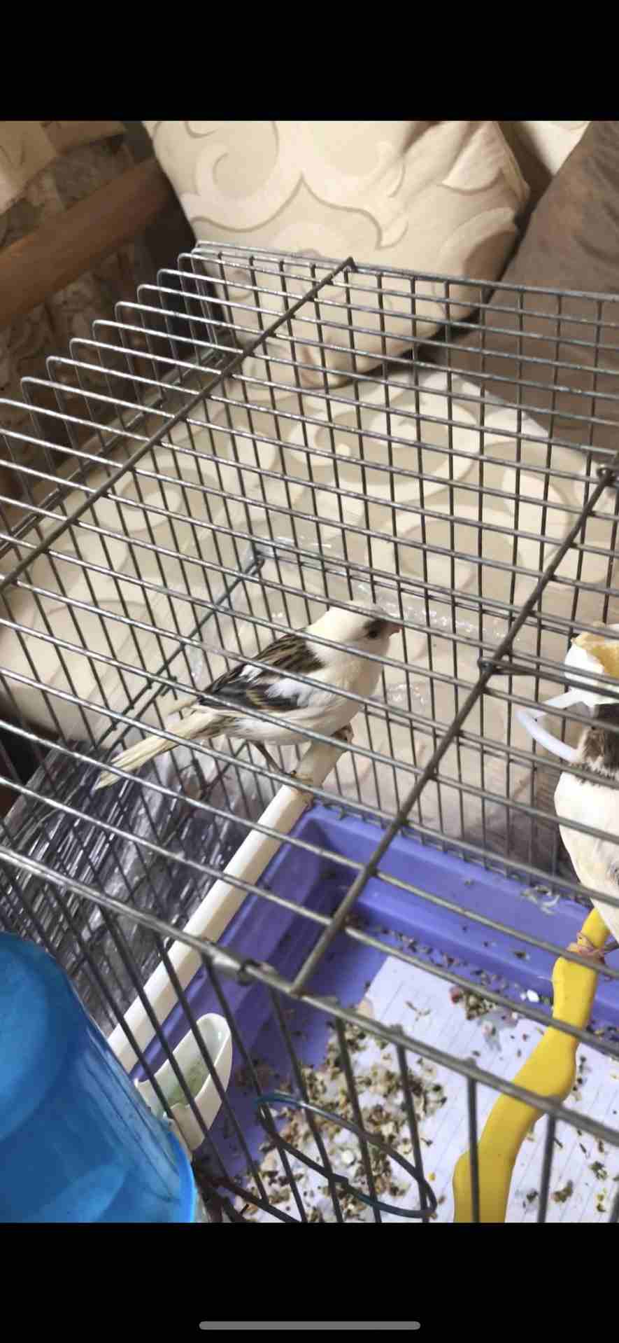 جوز ابيض بسكني بصلاة على النبي بدهم شوي وبيجهزو للبيع بسعر مغري نهاااائي بدون قفص                                            


	 				لا تنسَ أنك شاهدت هذا الإعلان في عنكبوت...