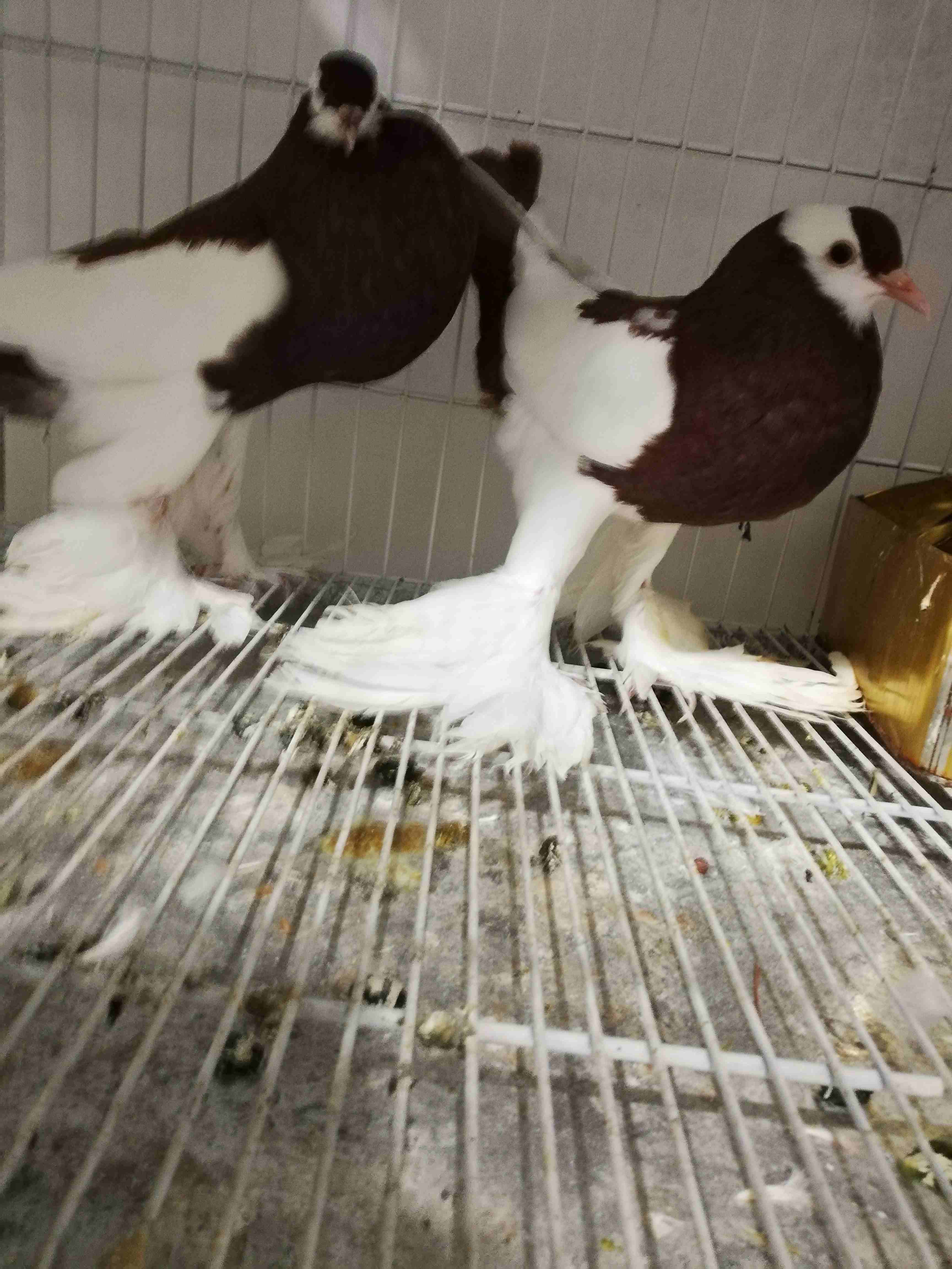 جوزين للبيع أو للبدل على مستوا عالي
لا تنسَ أنك شاهدت هذا الإعلان في عنكبوت
ملكات الجبل مختمات شغ...