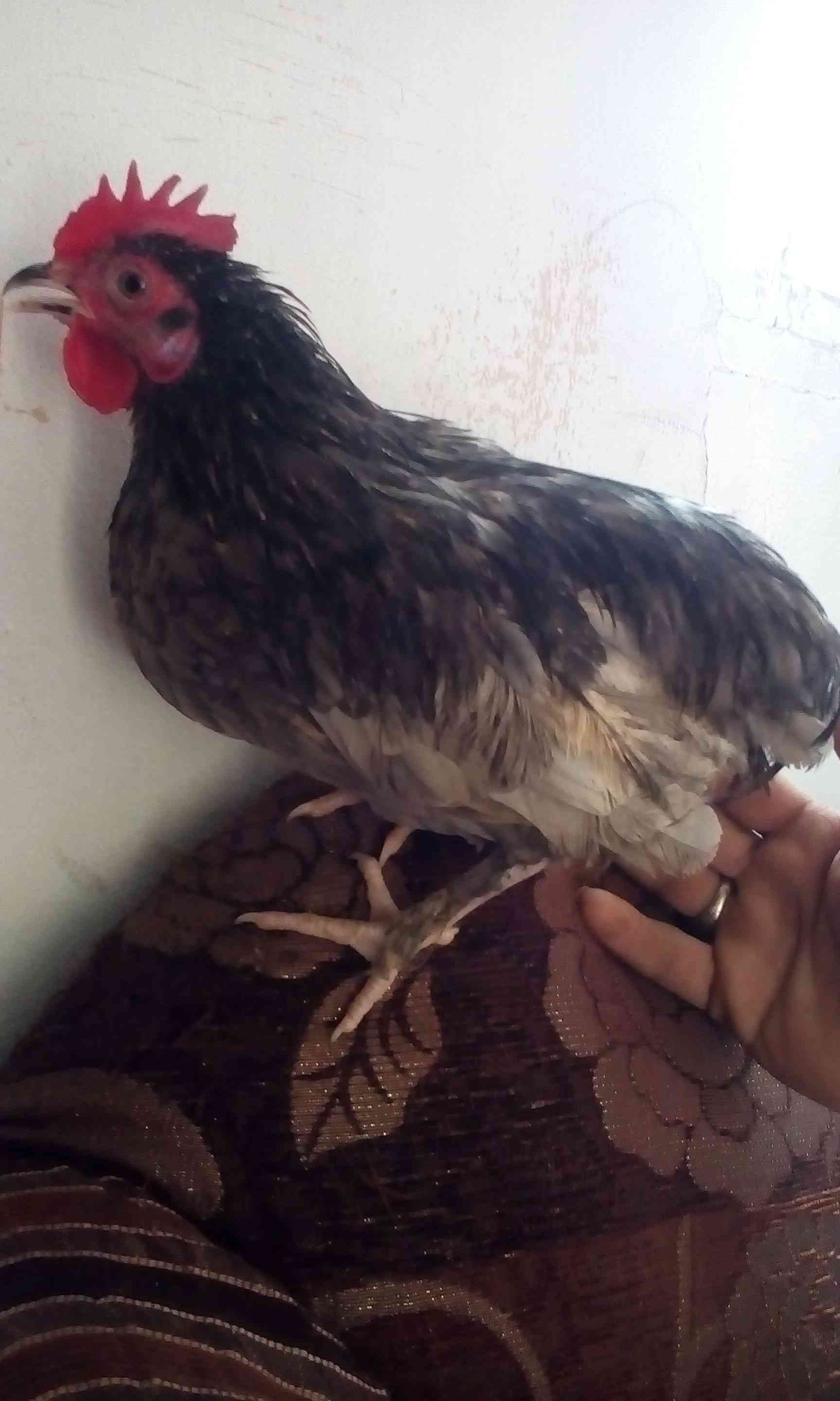 ديوك فرخات بلدي بينهم ديك براهمي                                            


	 				لا تنسَ أنك شاهدت هذا الإعلان في عنكبوت            
	 				
                                فراخ ديوك...