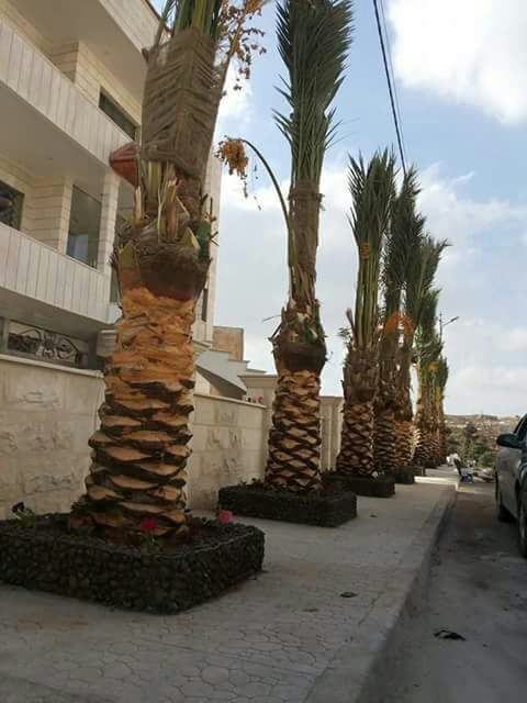 زراعة وتصميم الحدائق
لا تنسَ أنك شاهدت هذا الإعلان في عنكبوت
كل ما يتعلق بزراعة الحدائق
للاست...