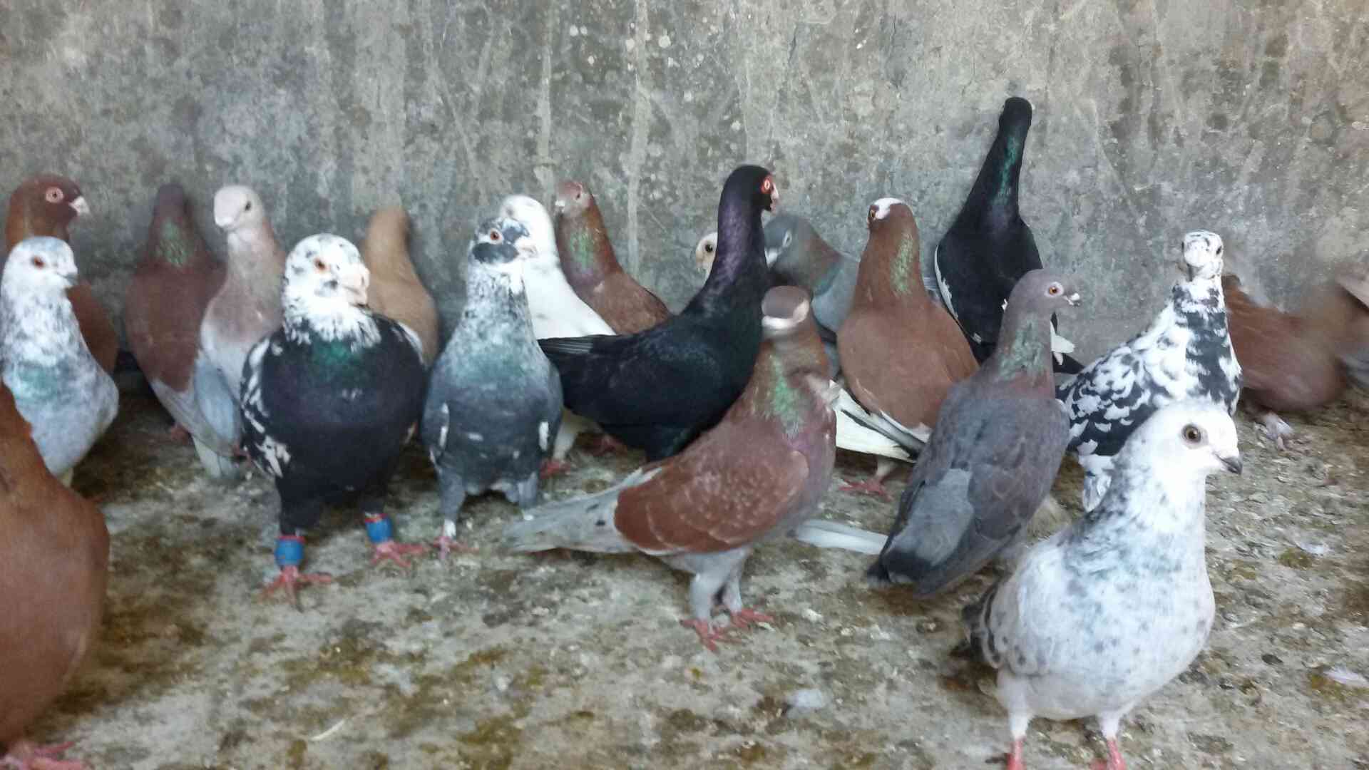 حمام للبيع
لا تنسَ أنك شاهدت هذا الإعلان في عنكبوت
للبيع 47 طير مشكله فيها اجواز وكش البيع كو...